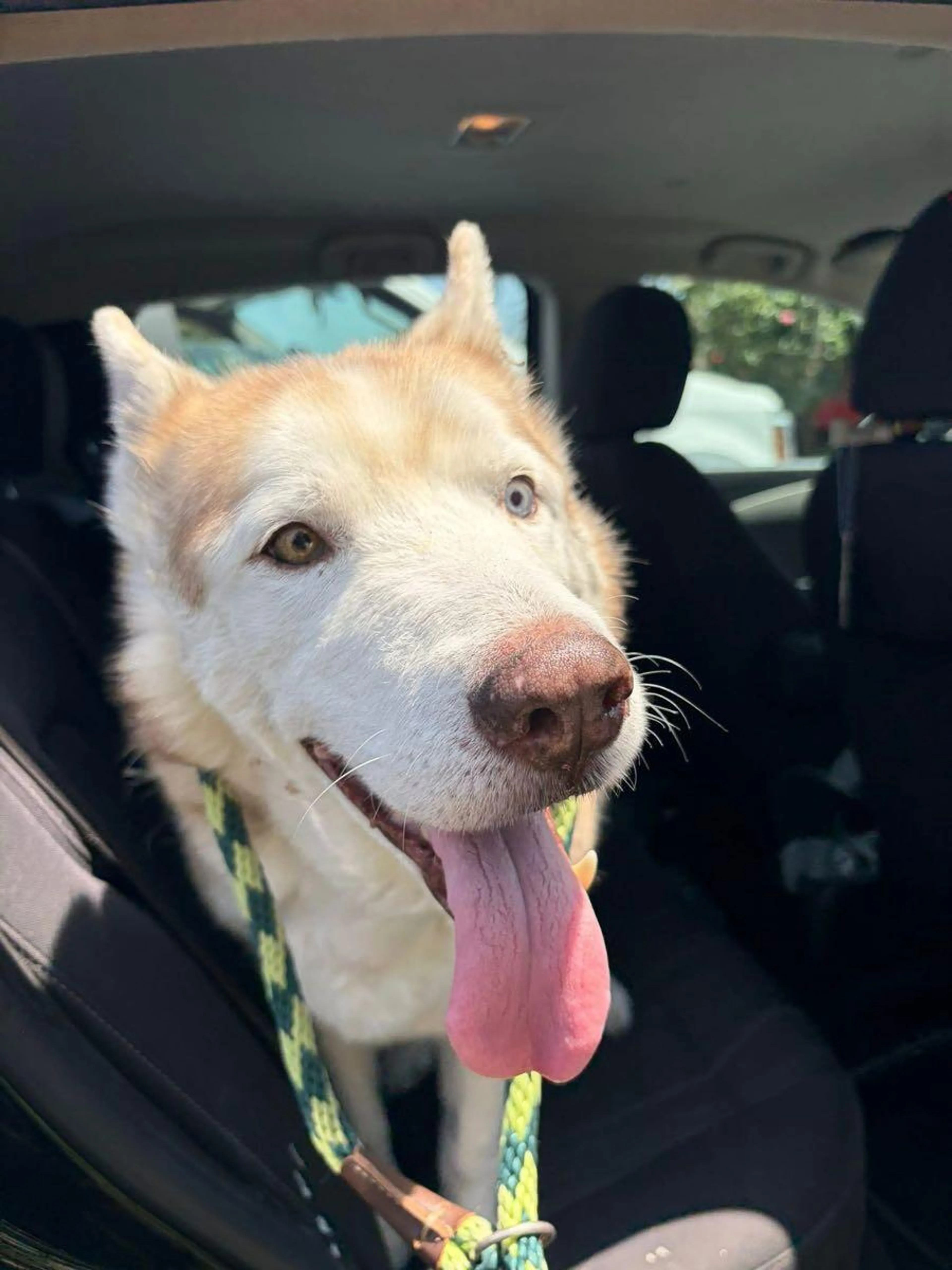 Found pet