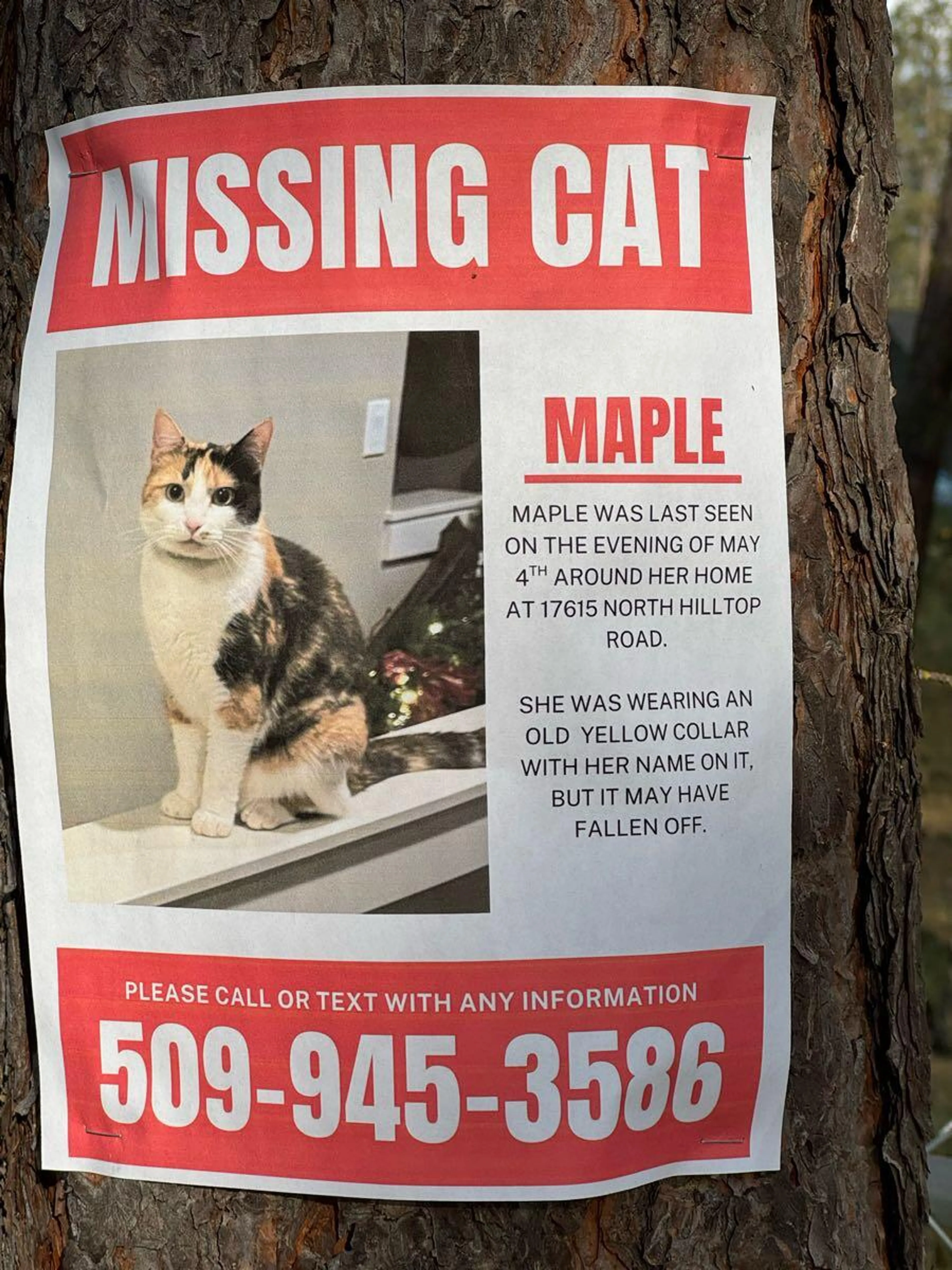 Found pet