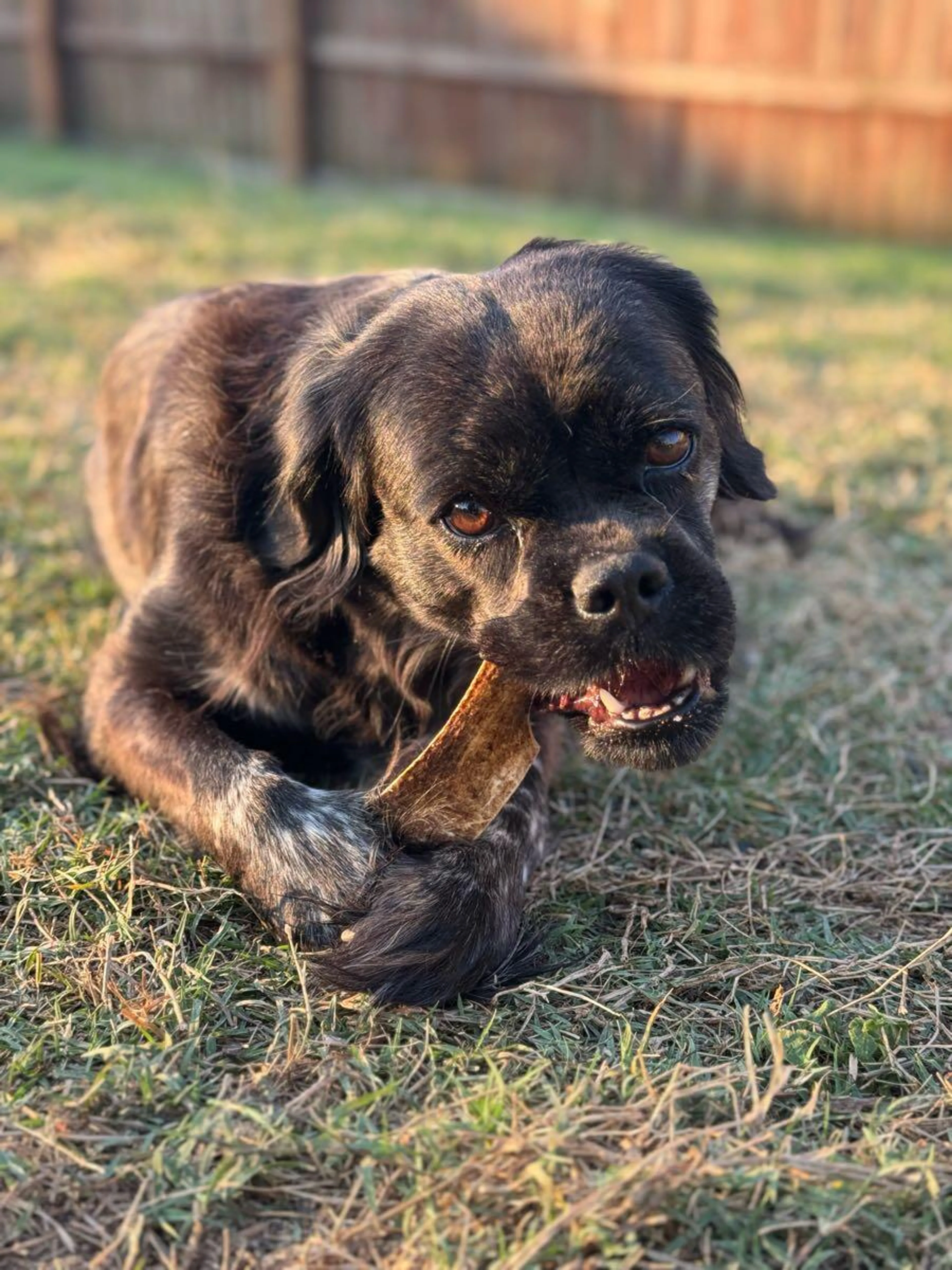 Lost pet