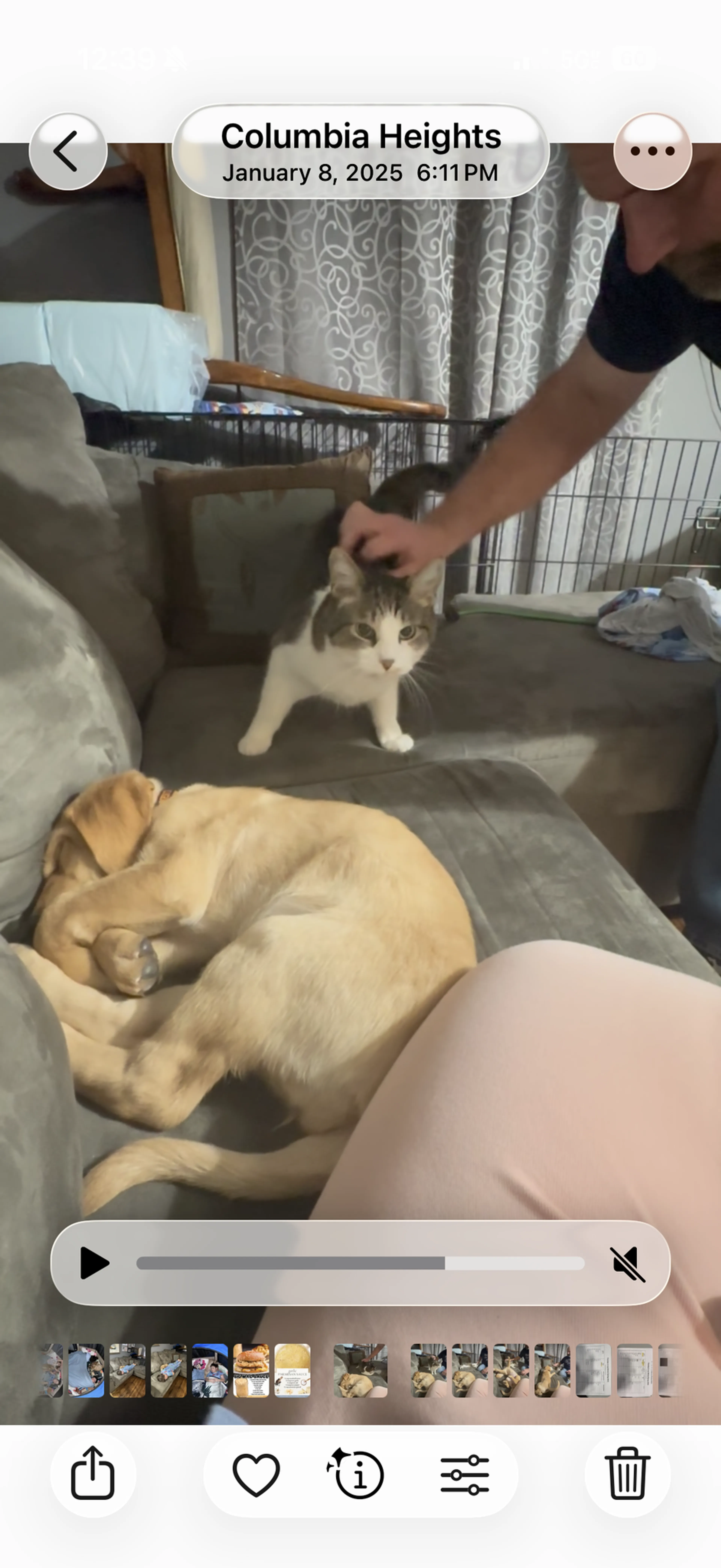 Lost pet