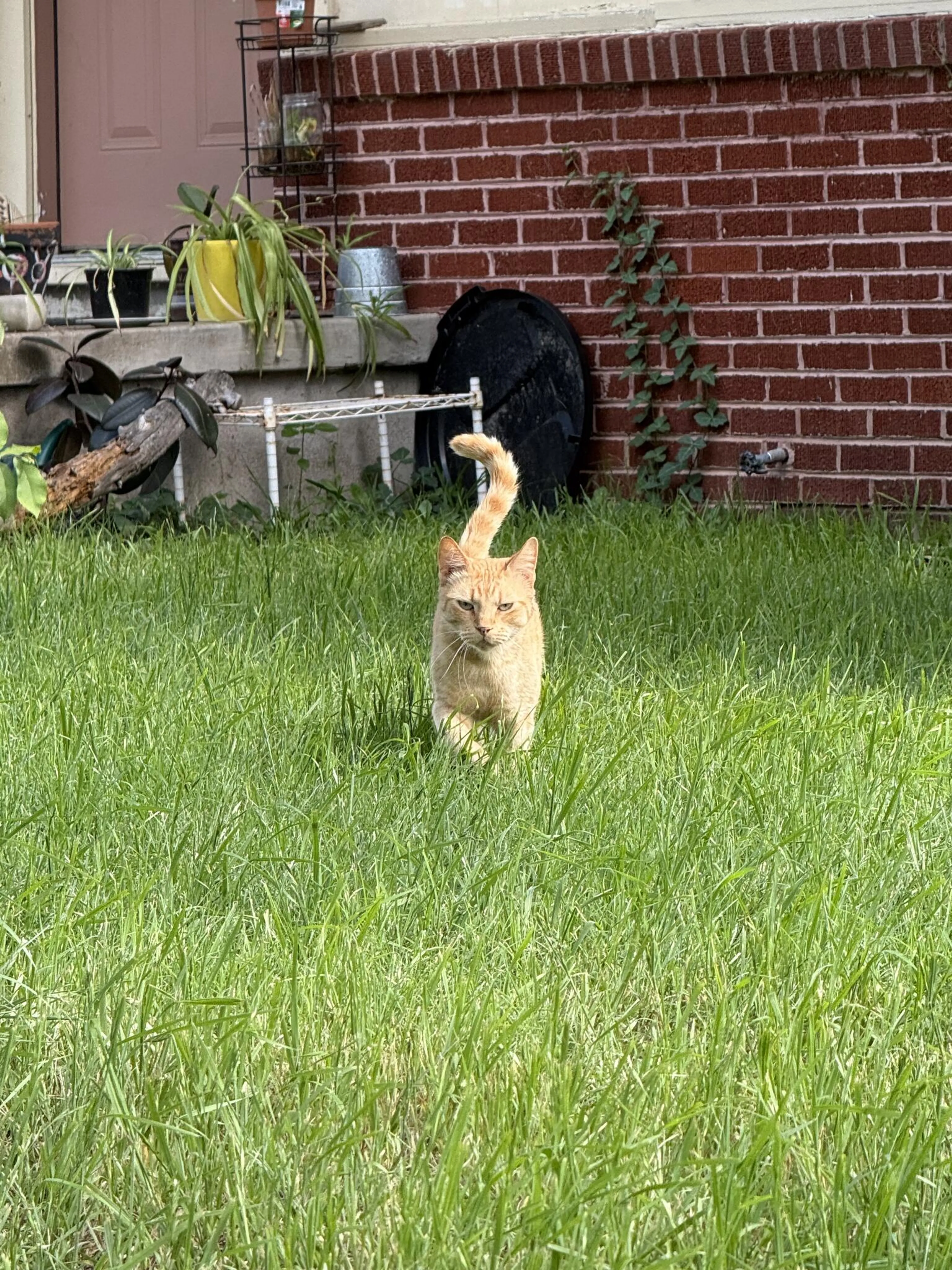 Found pet
