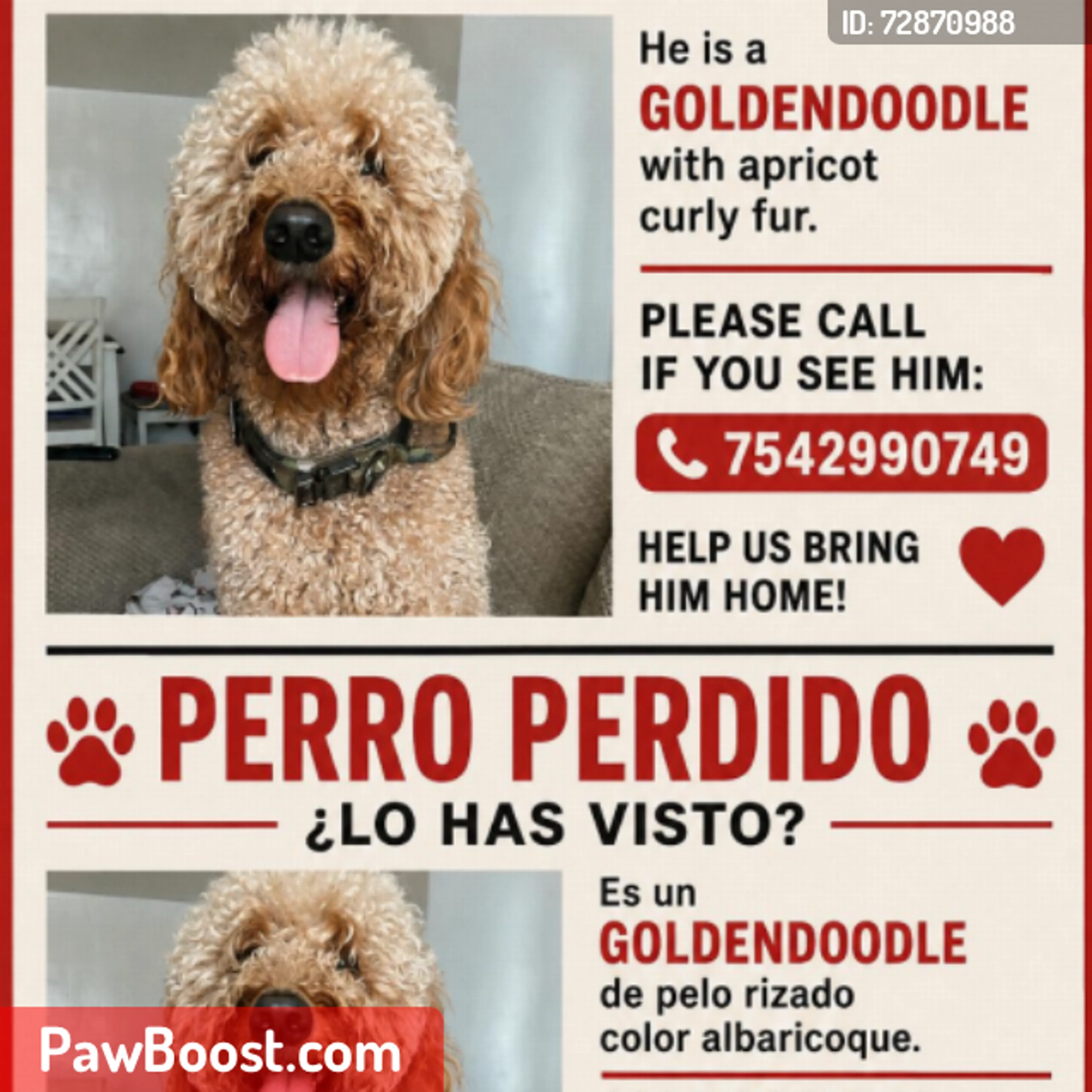 Lost pet
