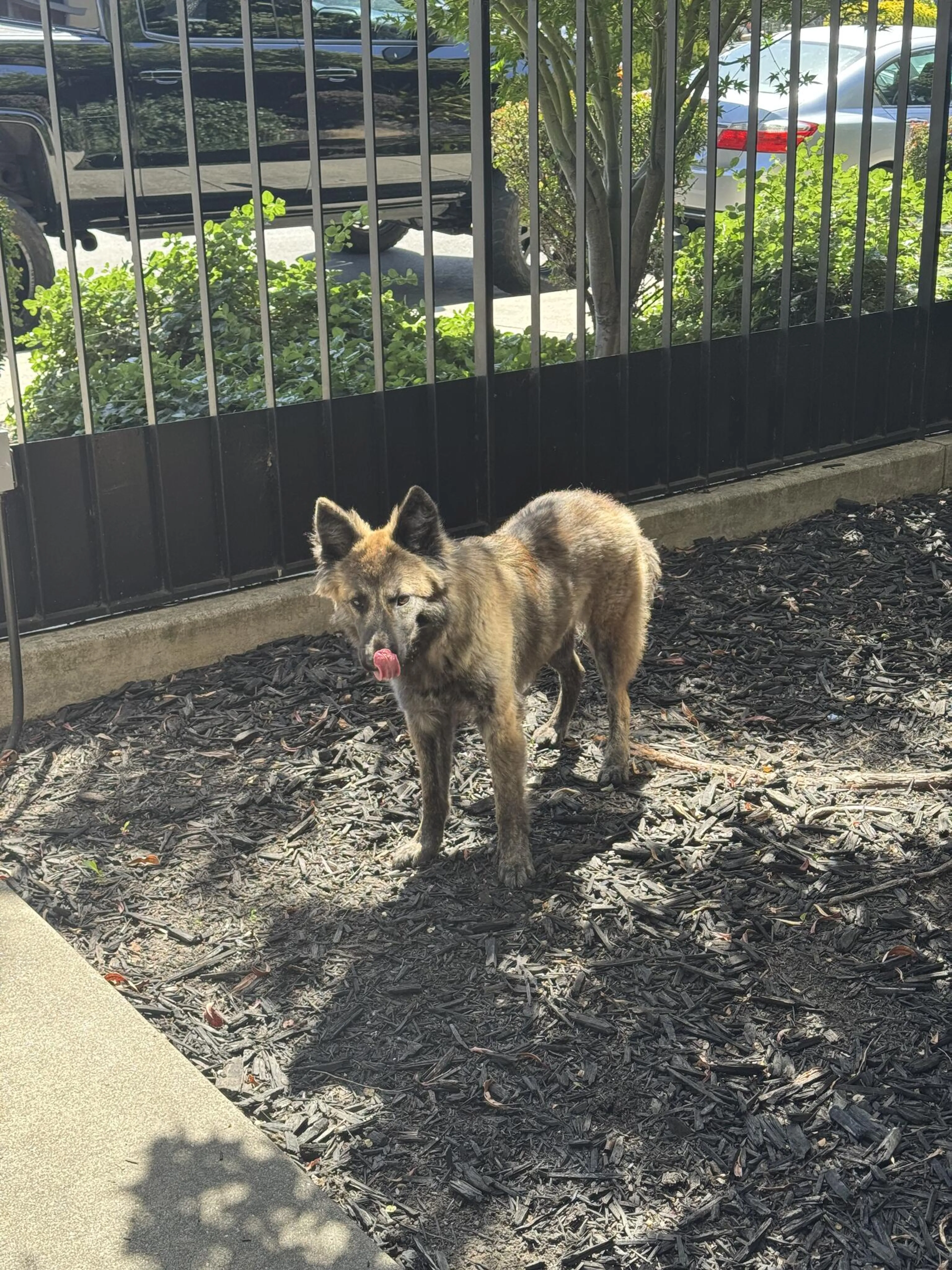 Found pet