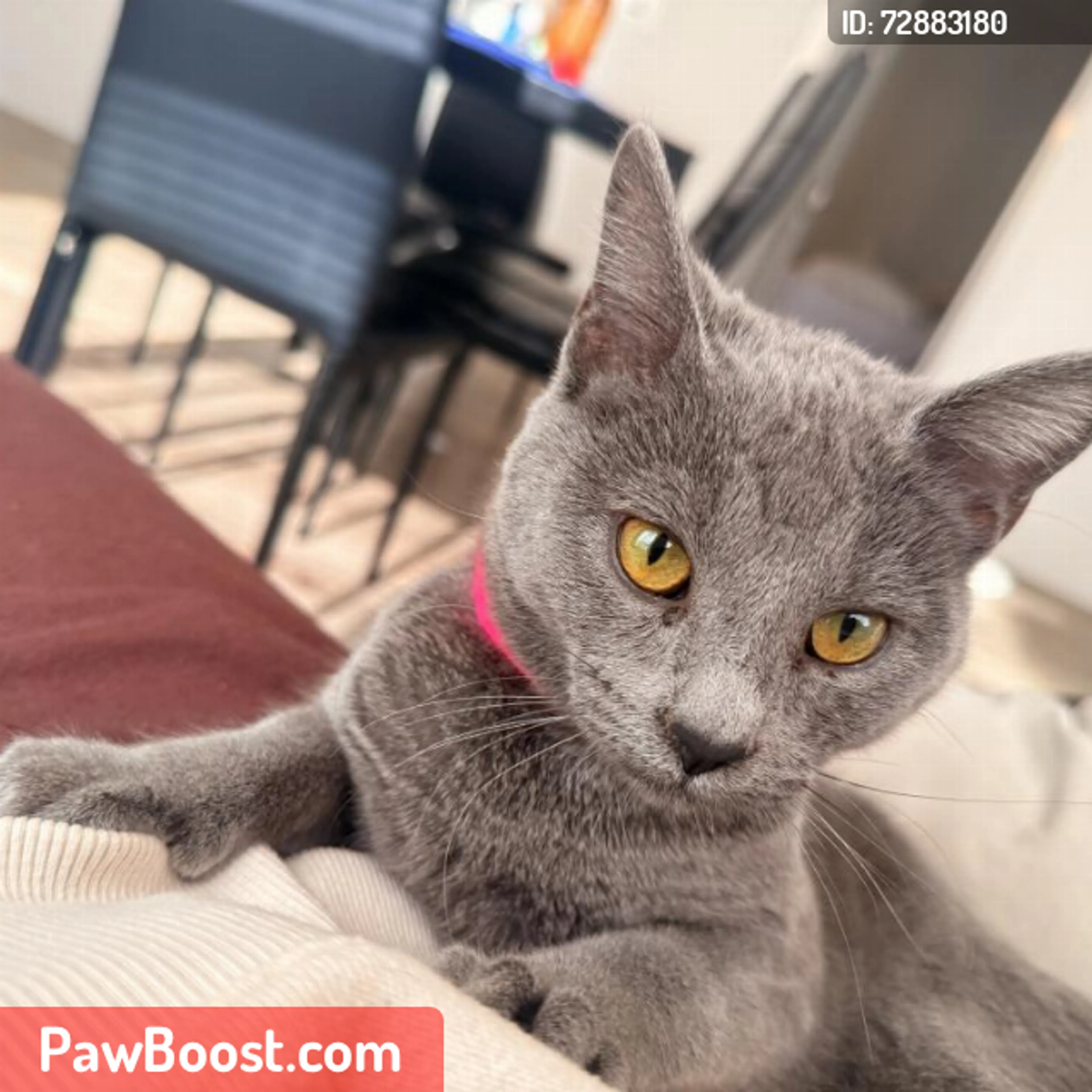 Lost pet