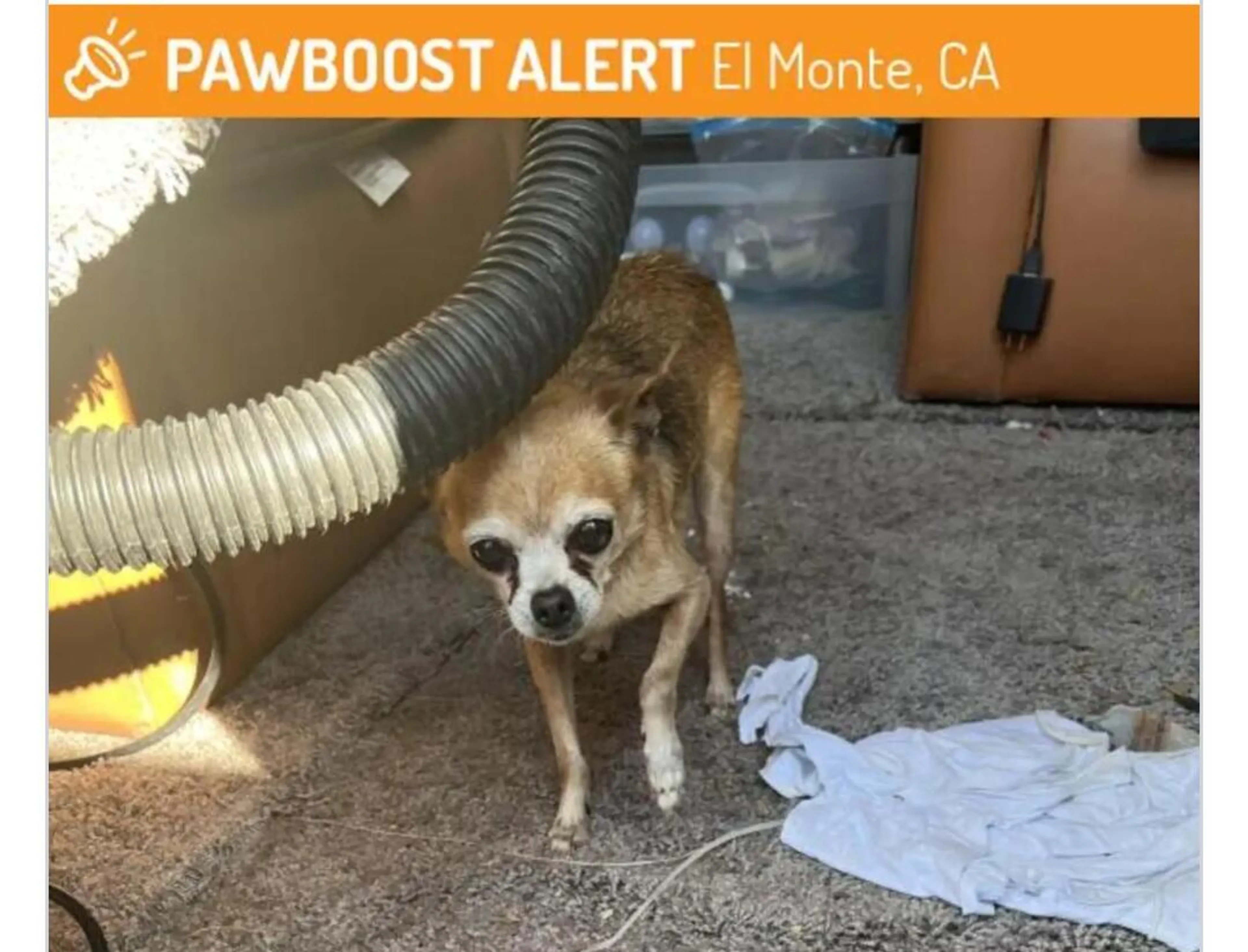 Found pet