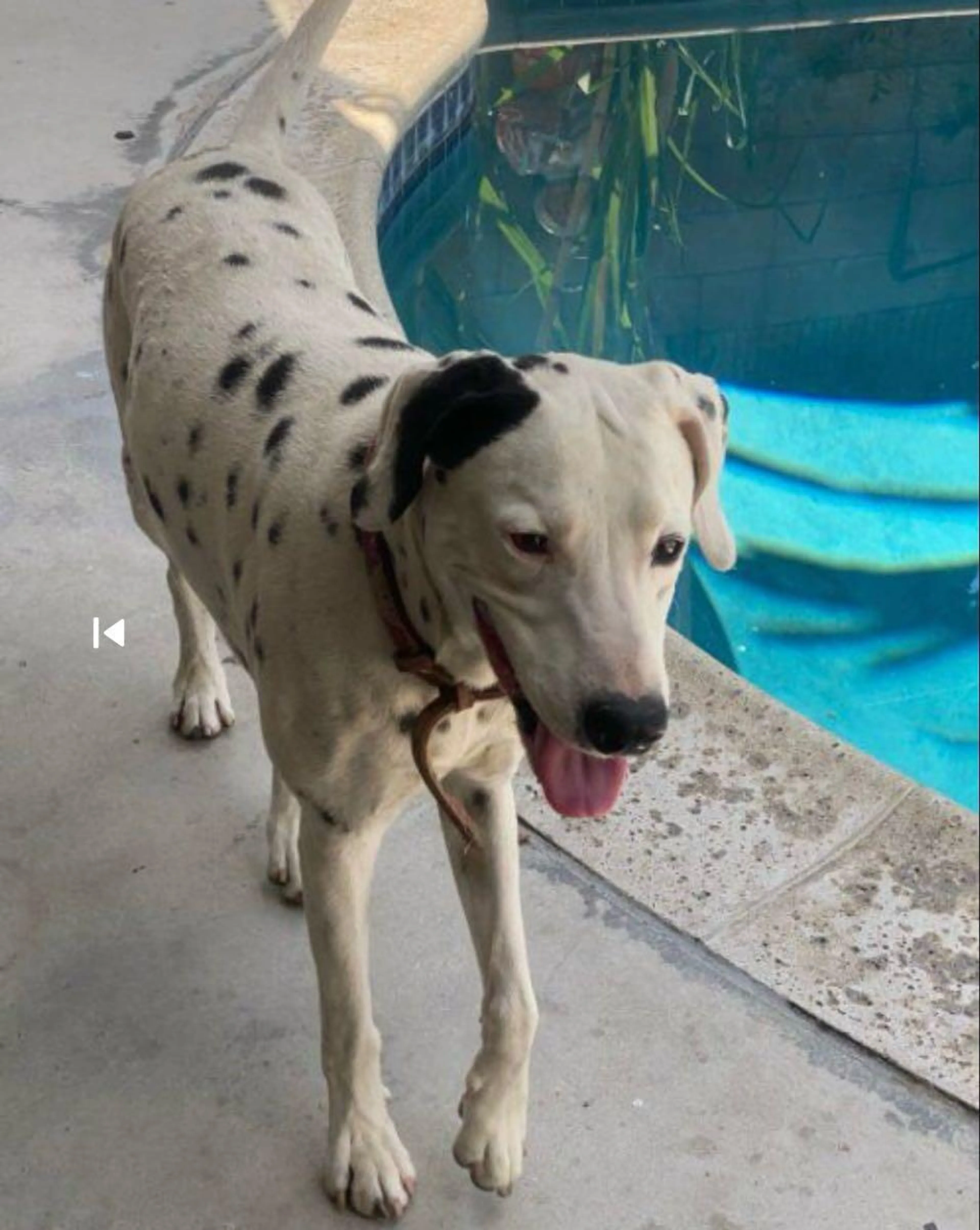 Found pet