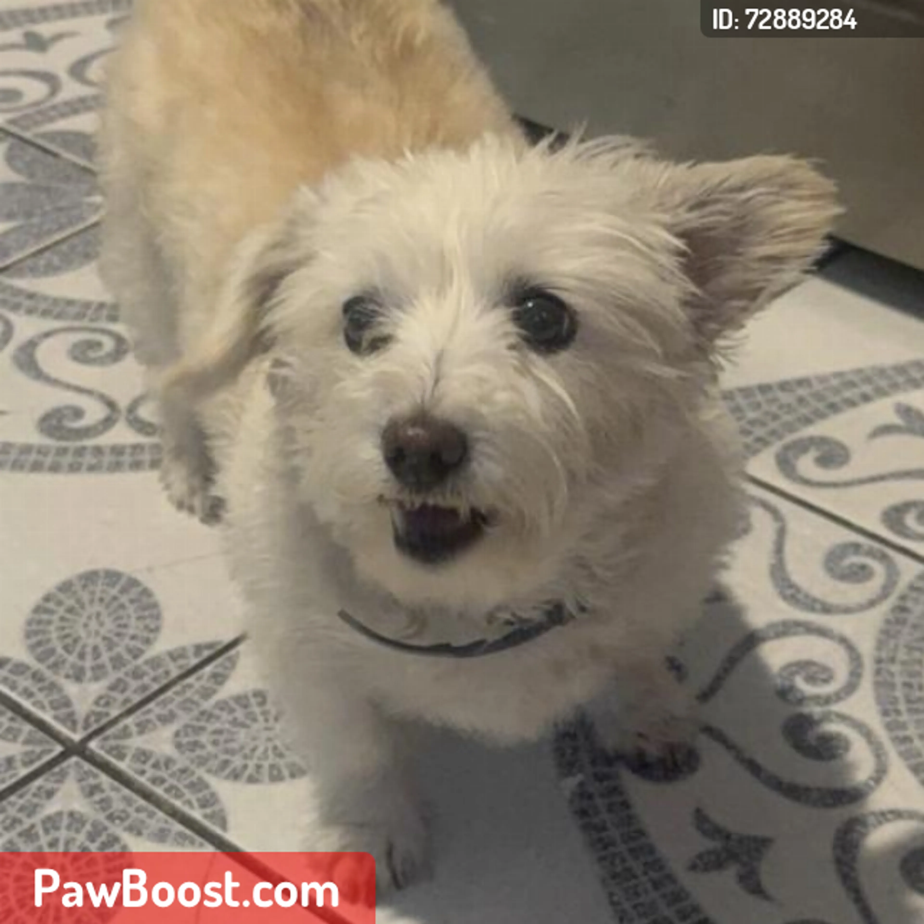 Lost pet