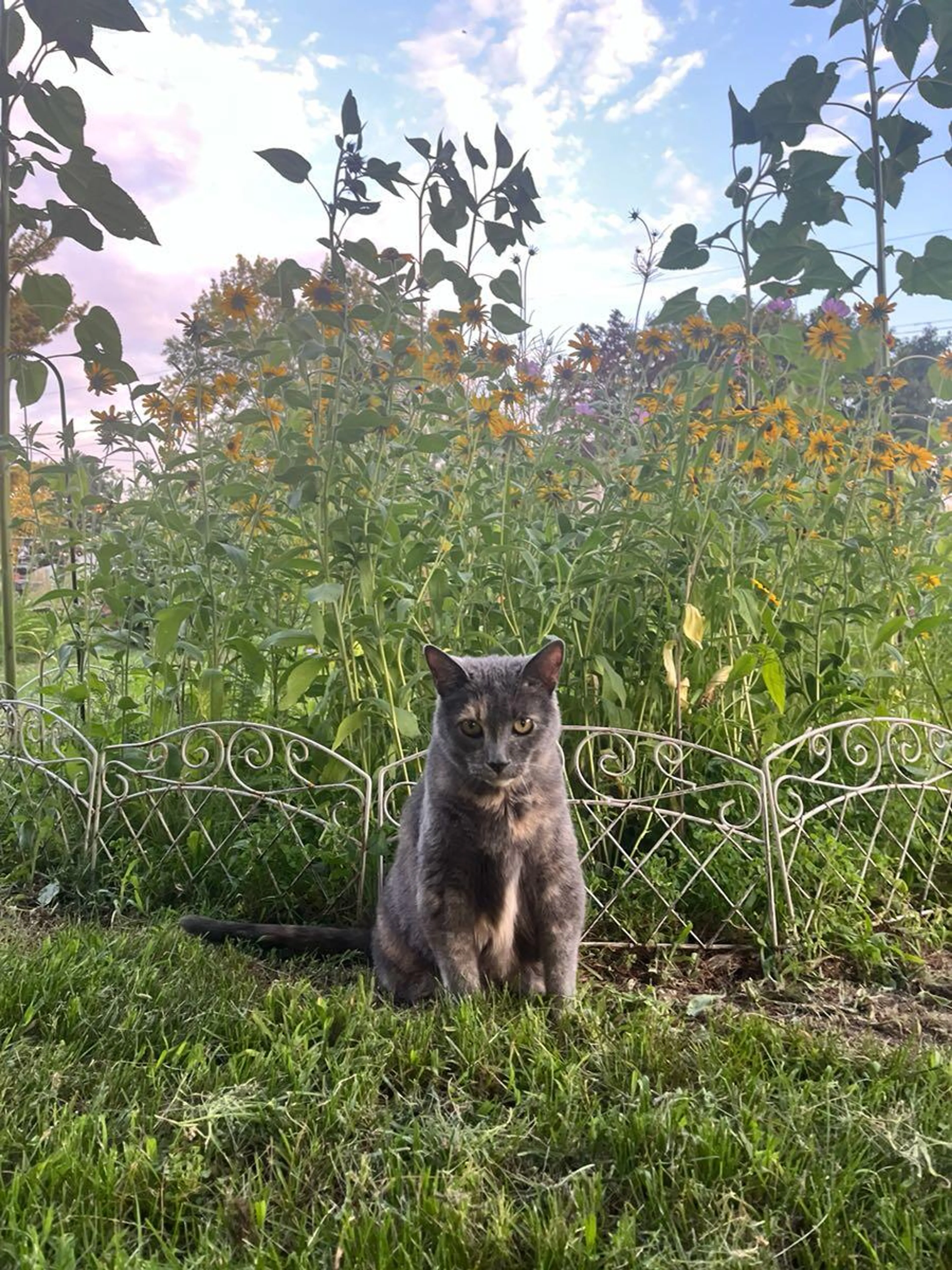 Lost pet