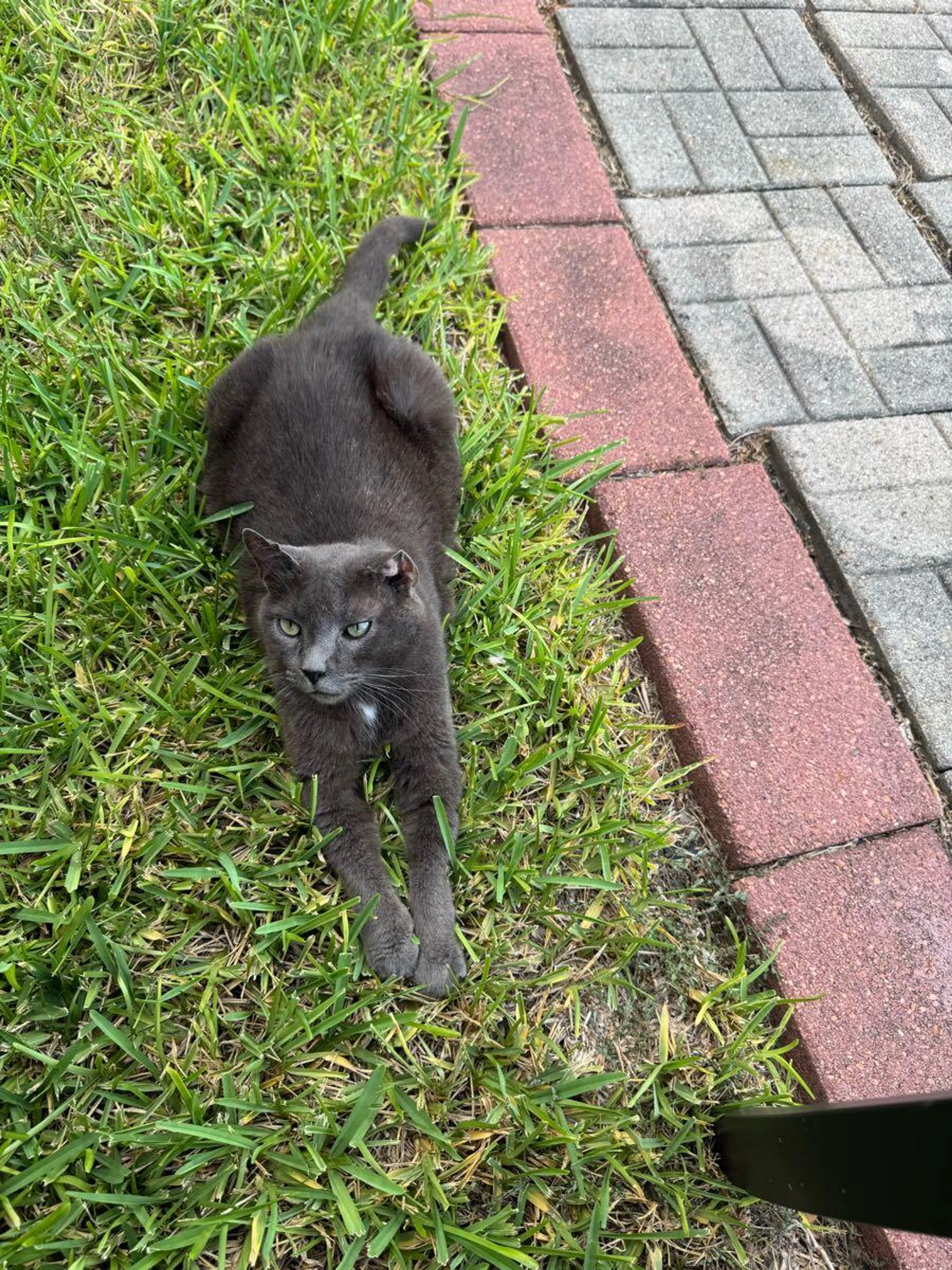 Found pet