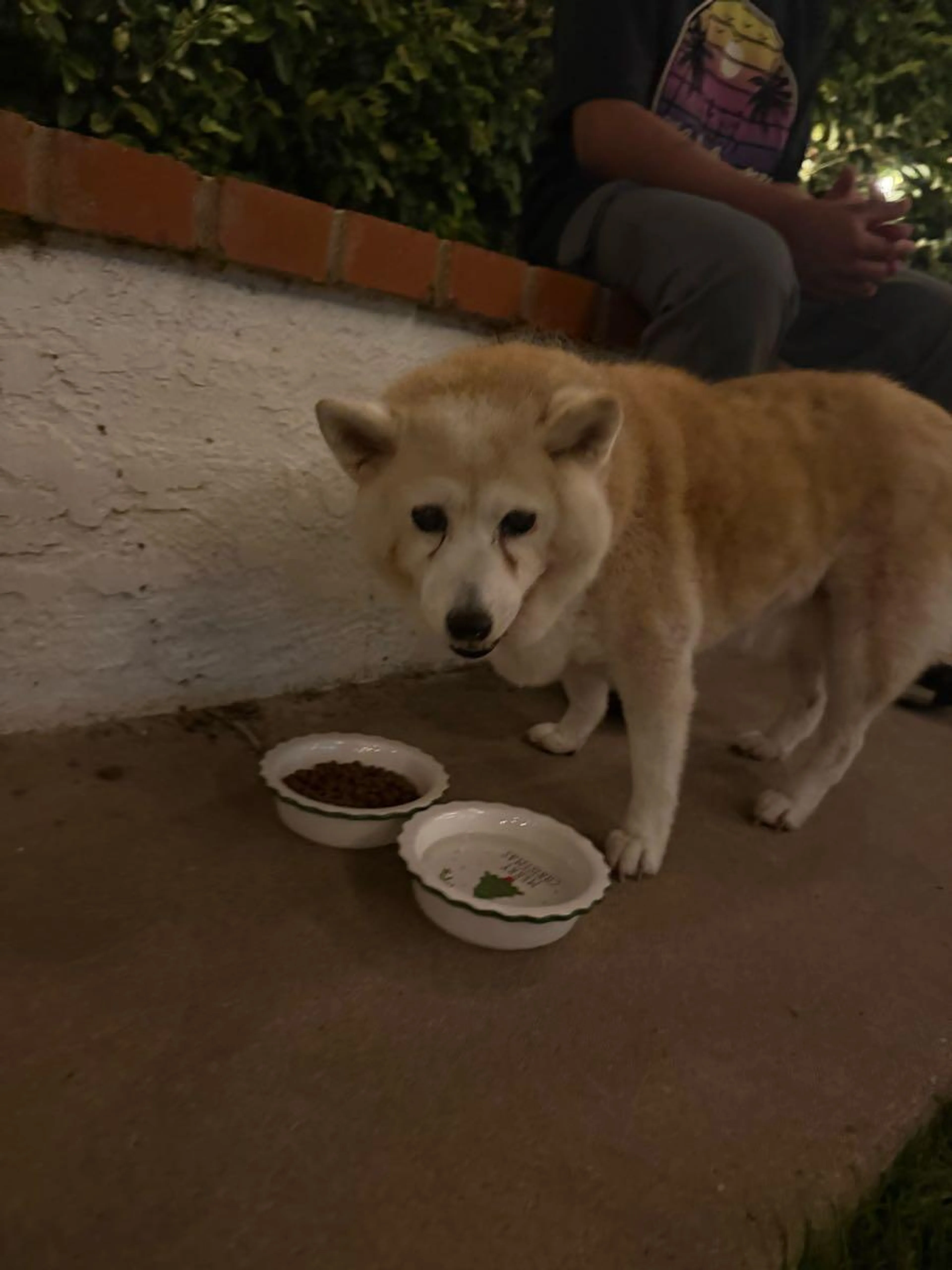 Found pet