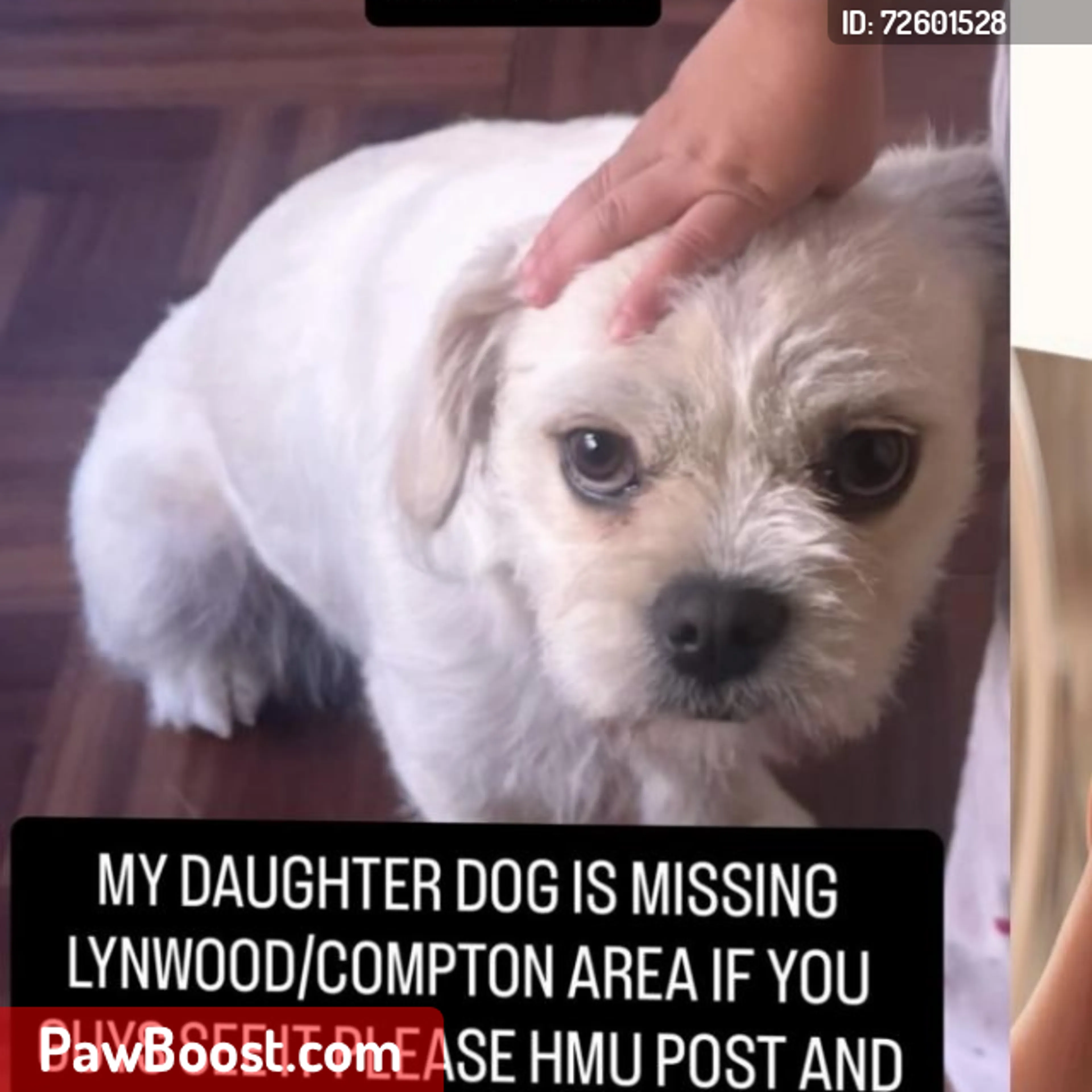 Lost pet