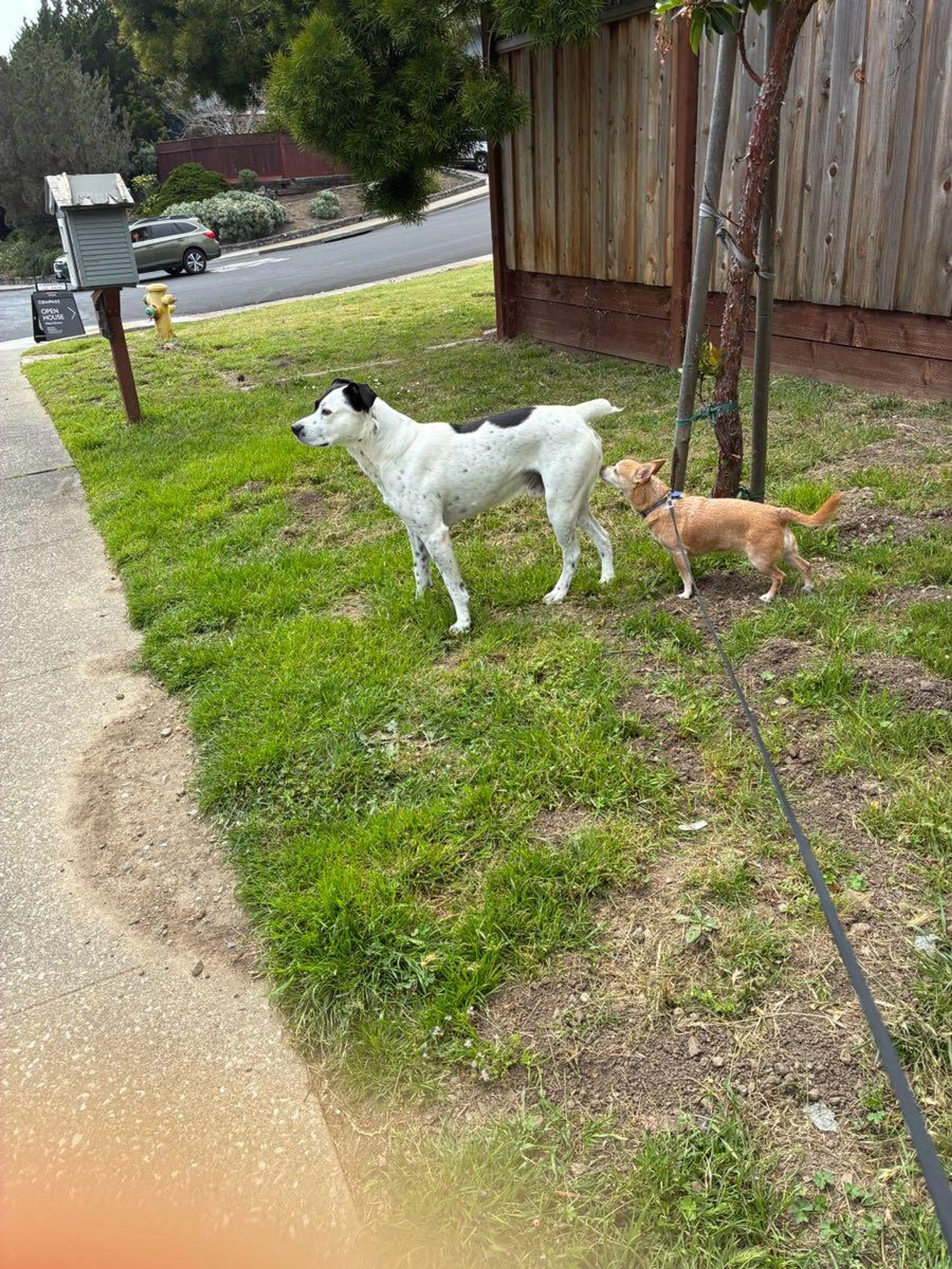 Found pet