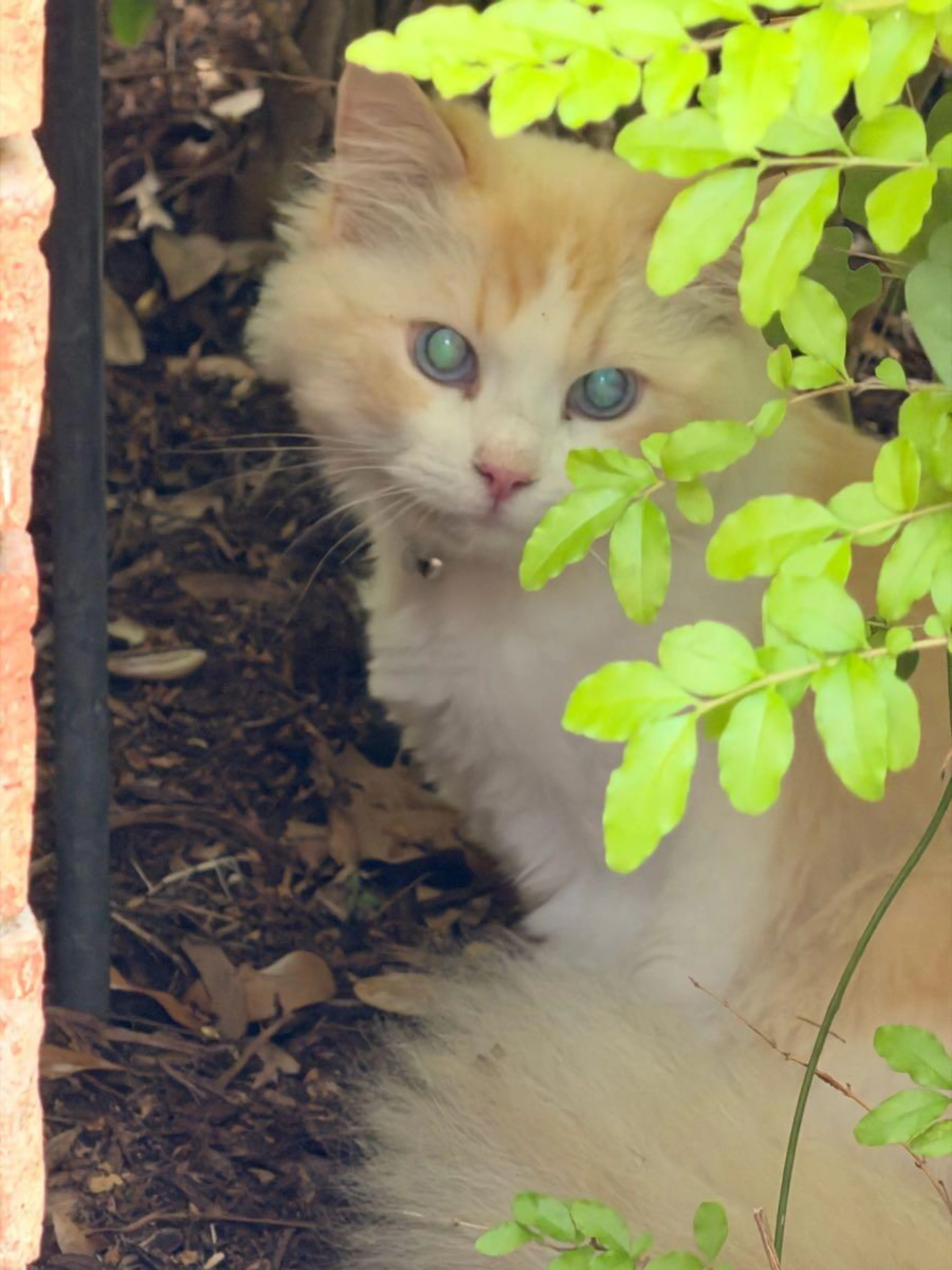 Found pet