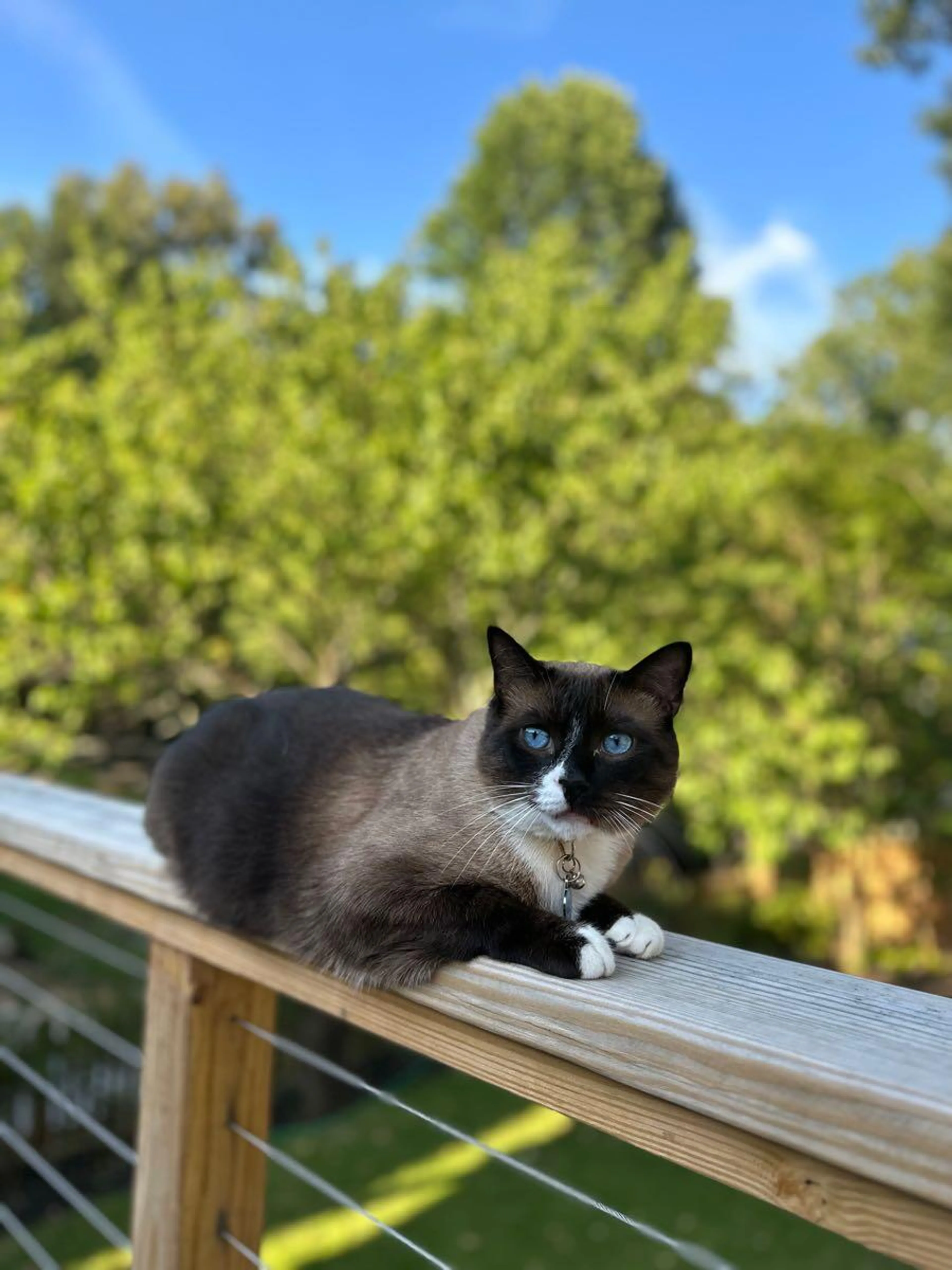 Lost pet