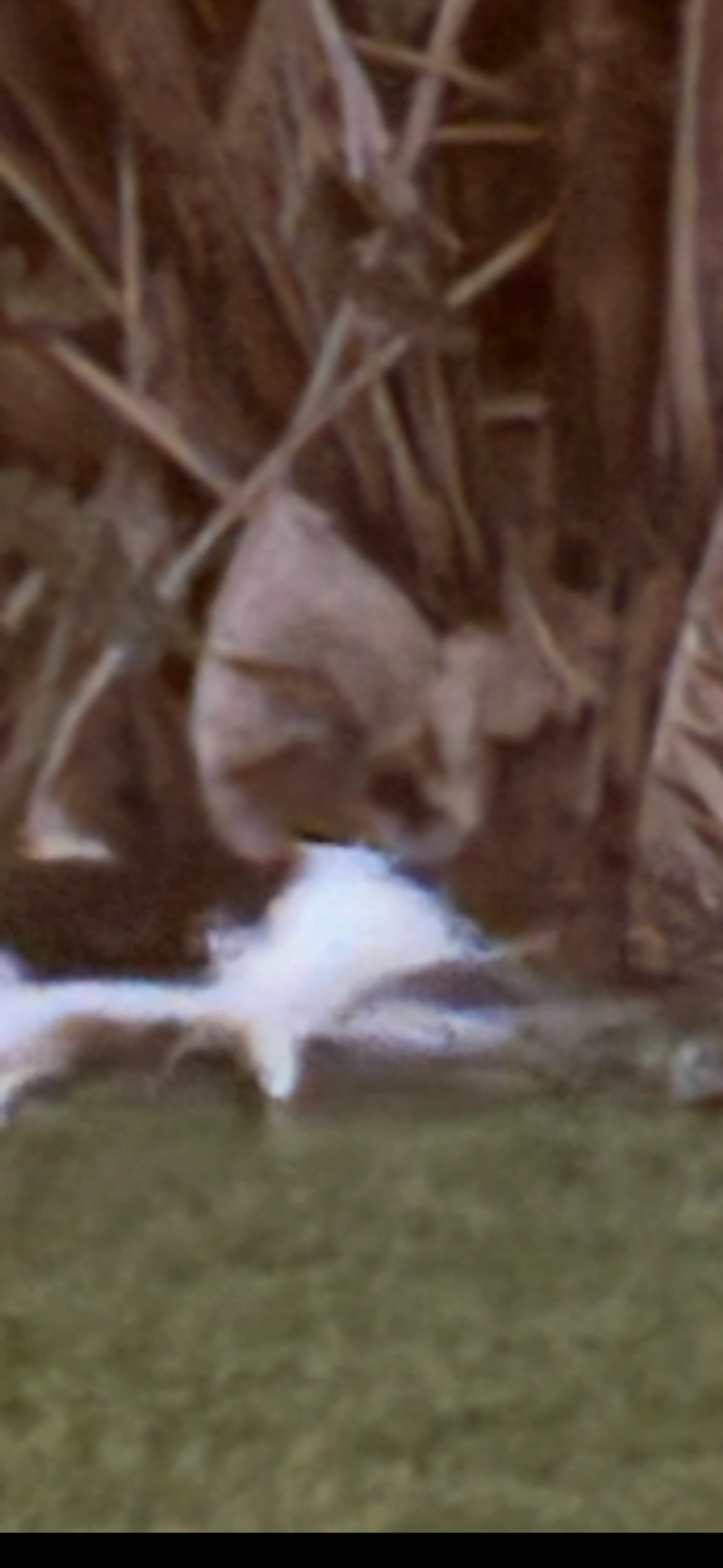 cdn image