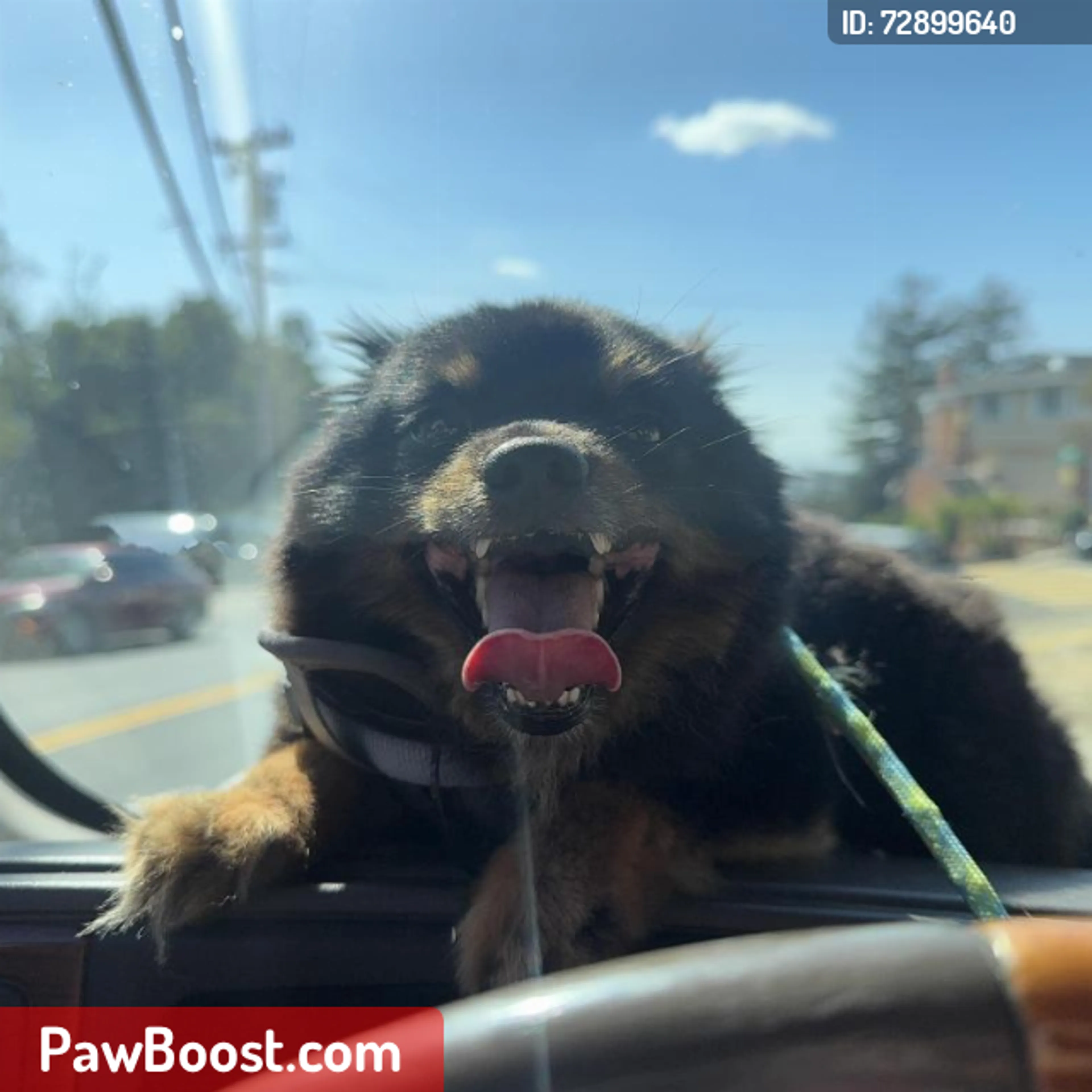 Lost pet