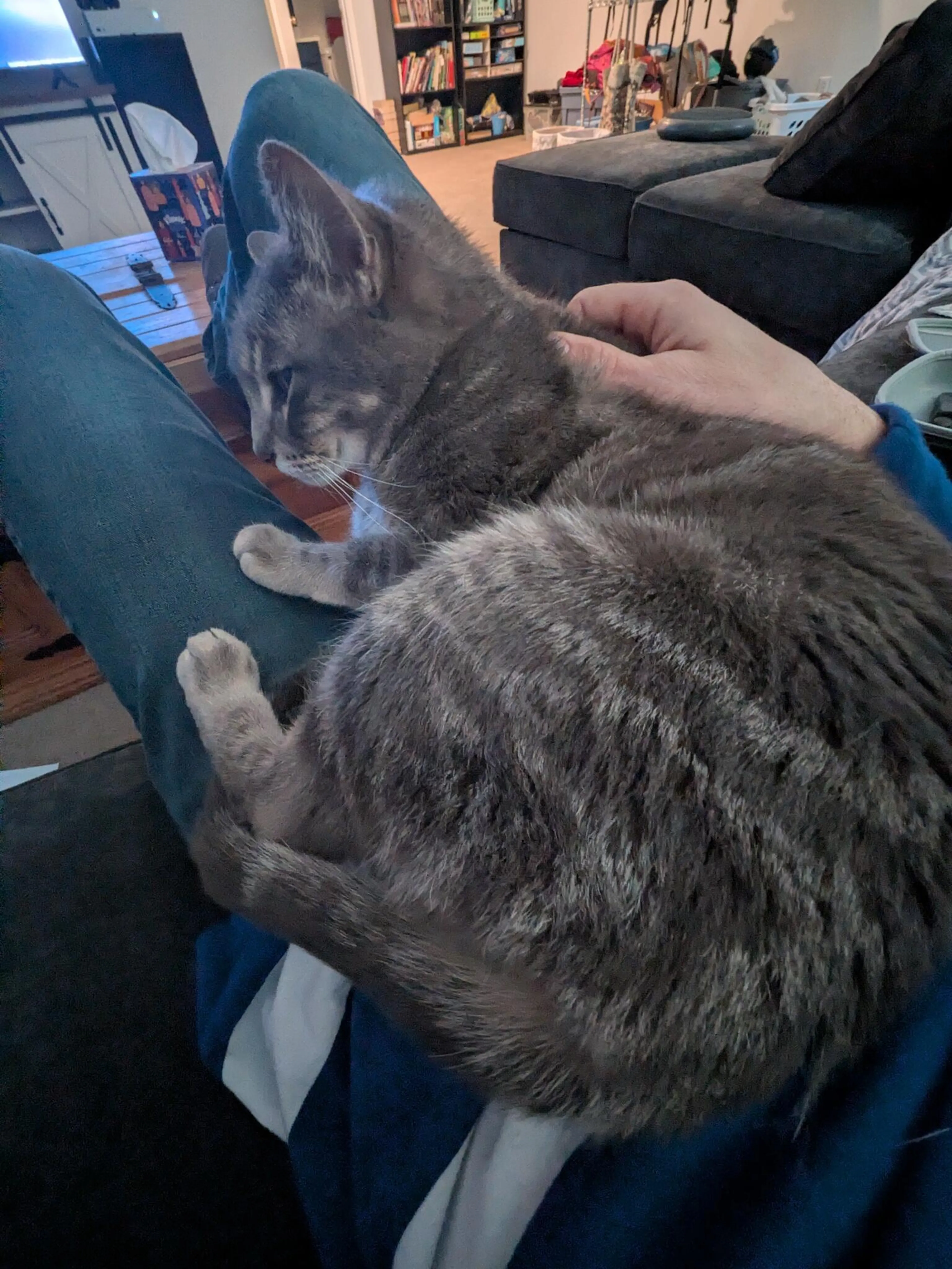 Lost pet