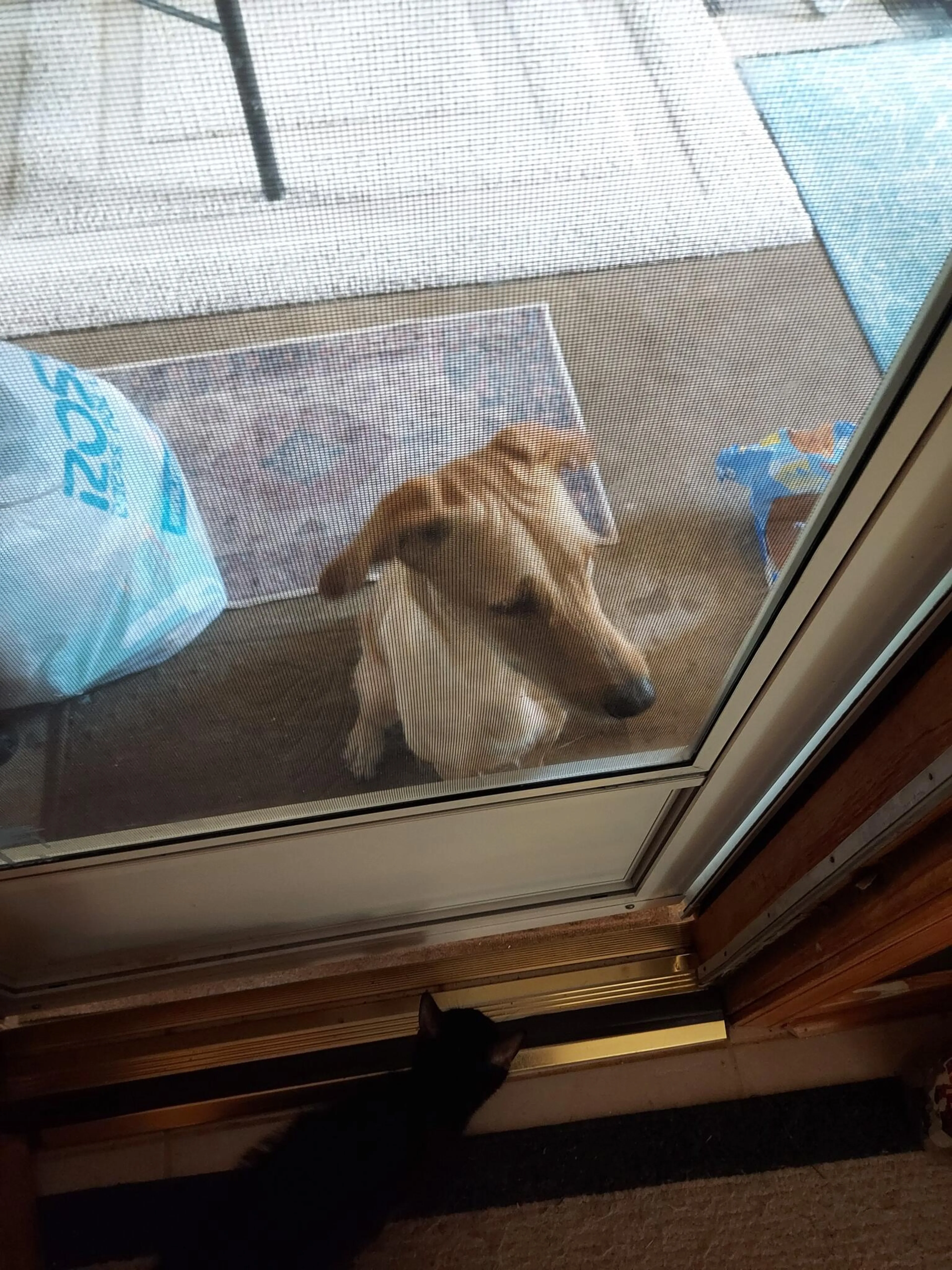 Found pet