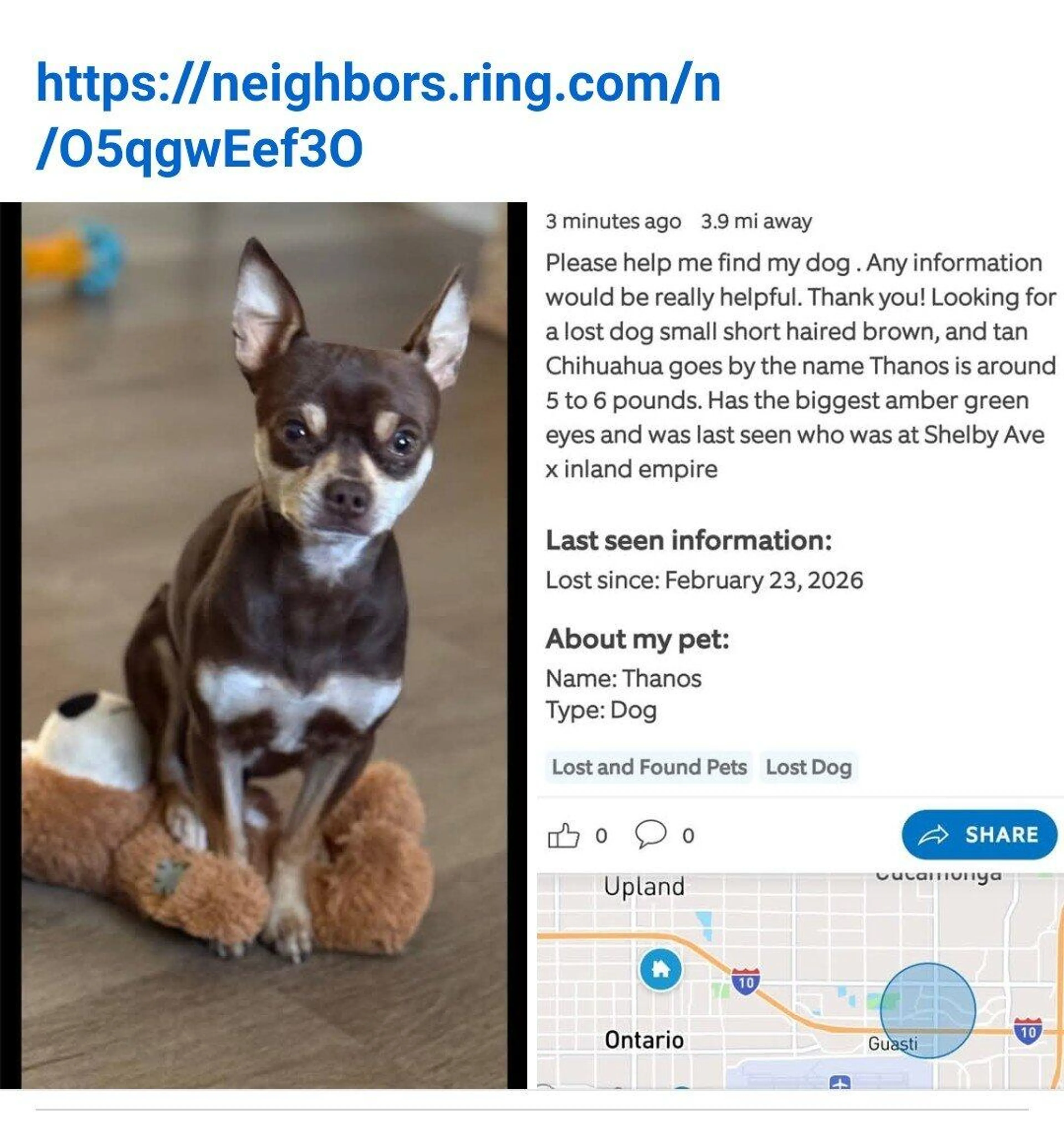 Lost pet