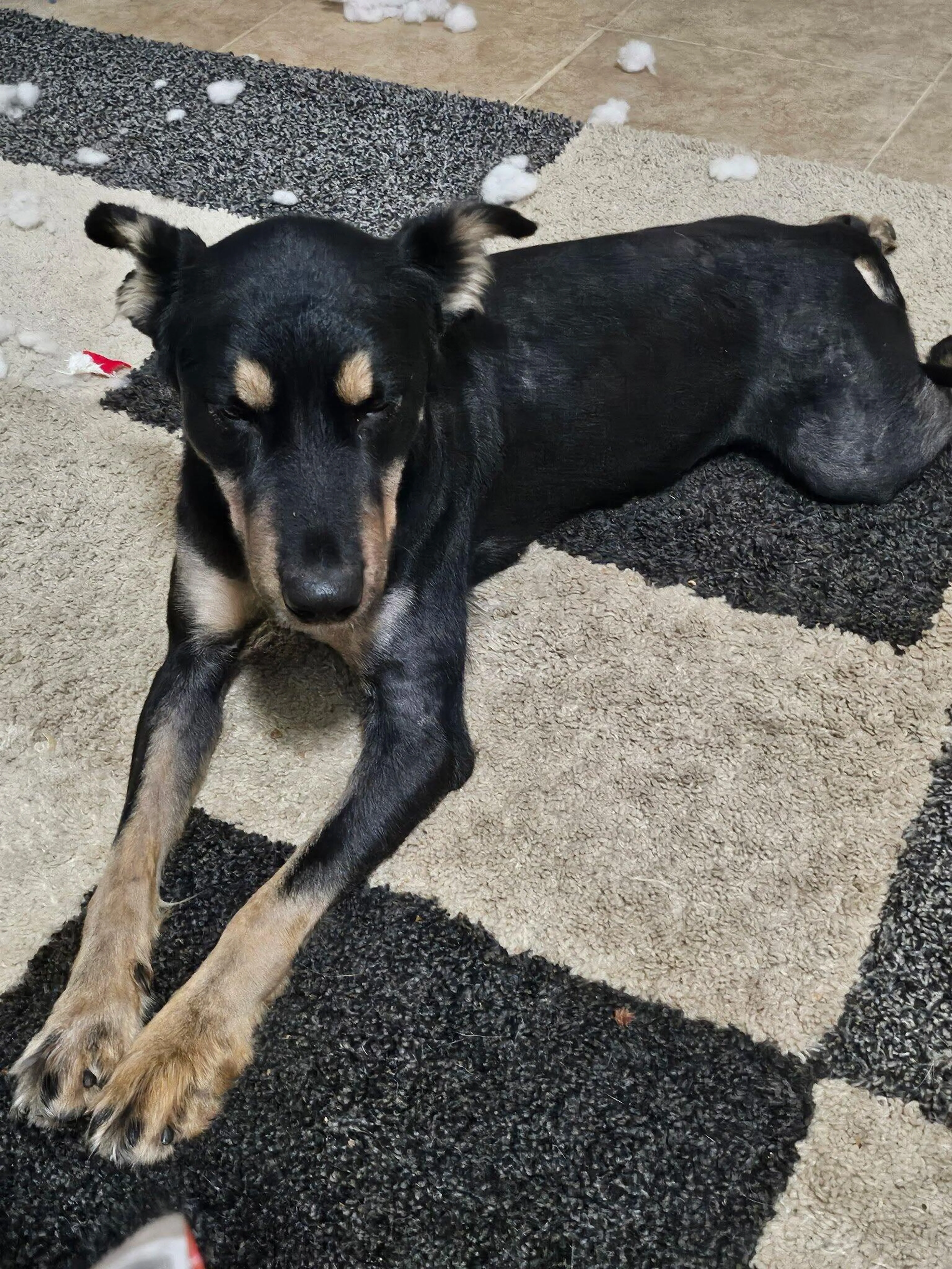 Found pet