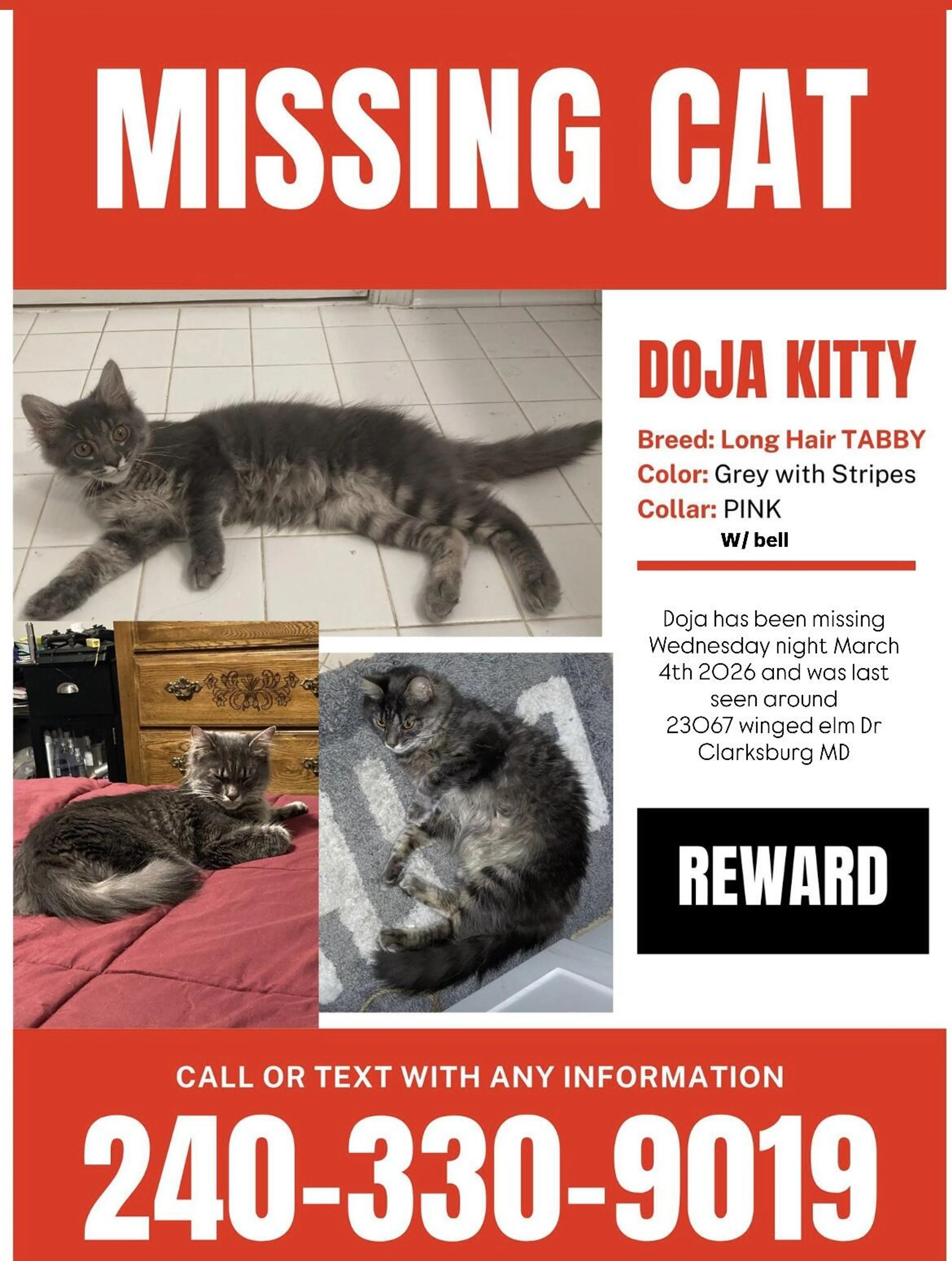 Lost pet