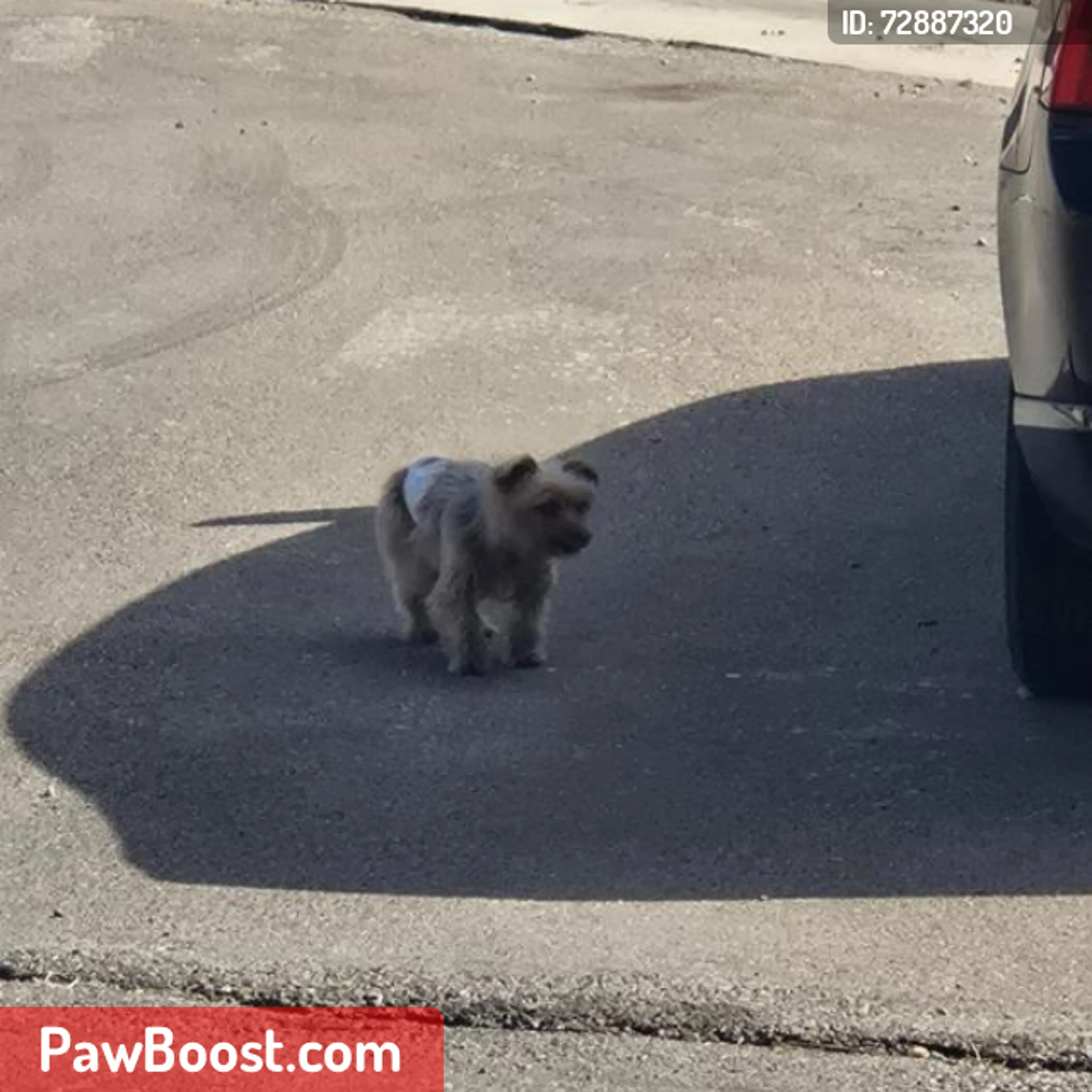 Lost pet