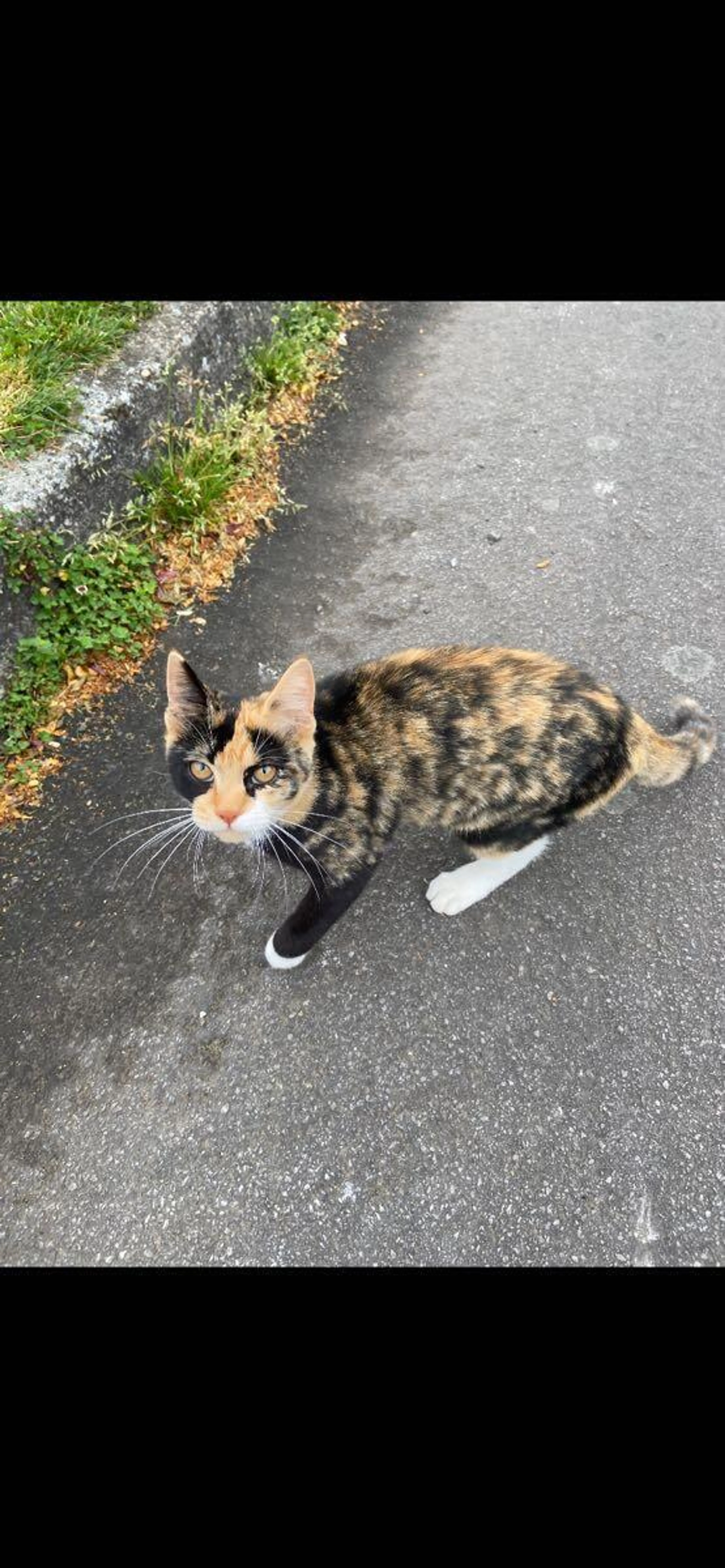 Found pet
