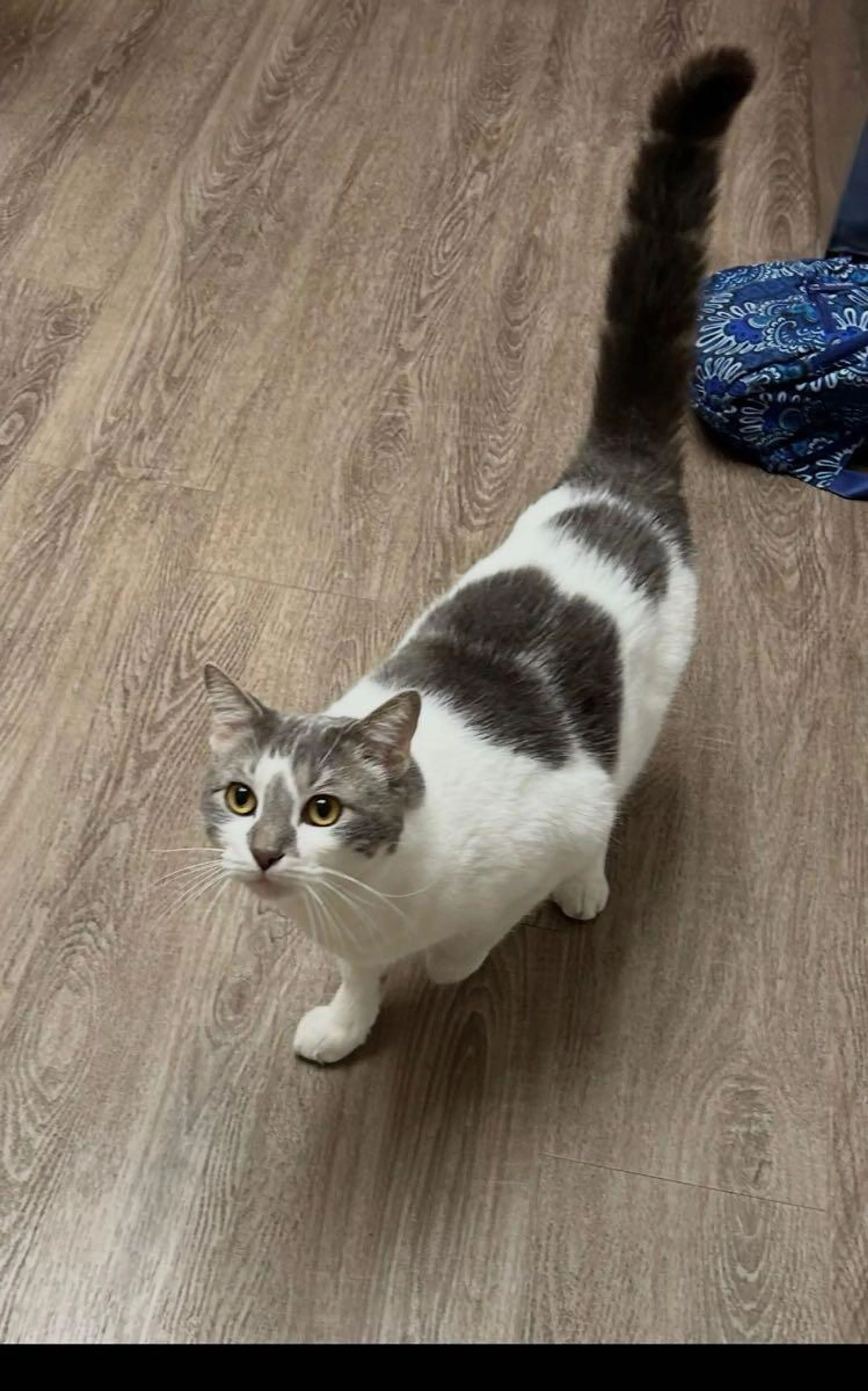Lost pet