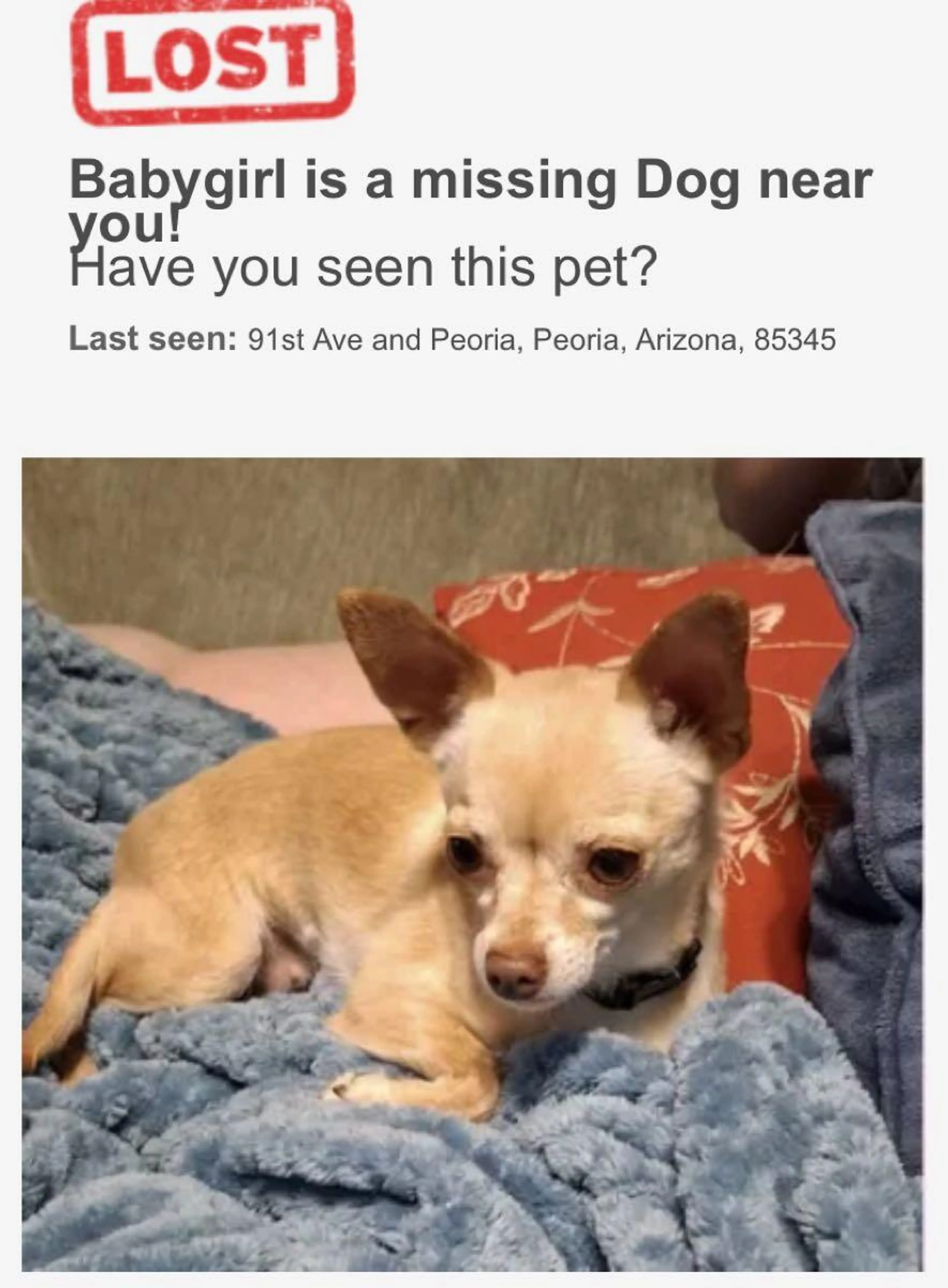 Lost pet