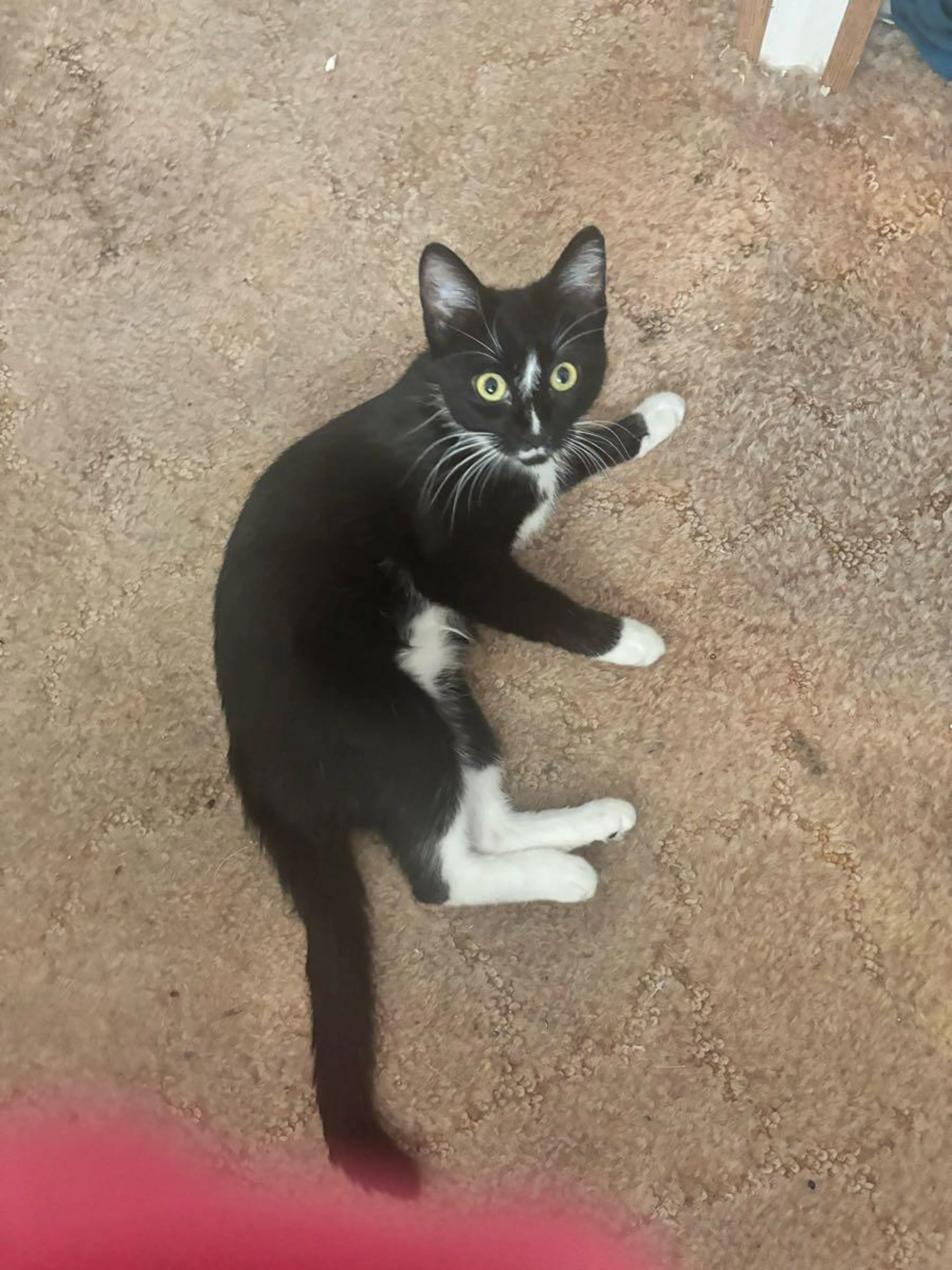 Lost pet