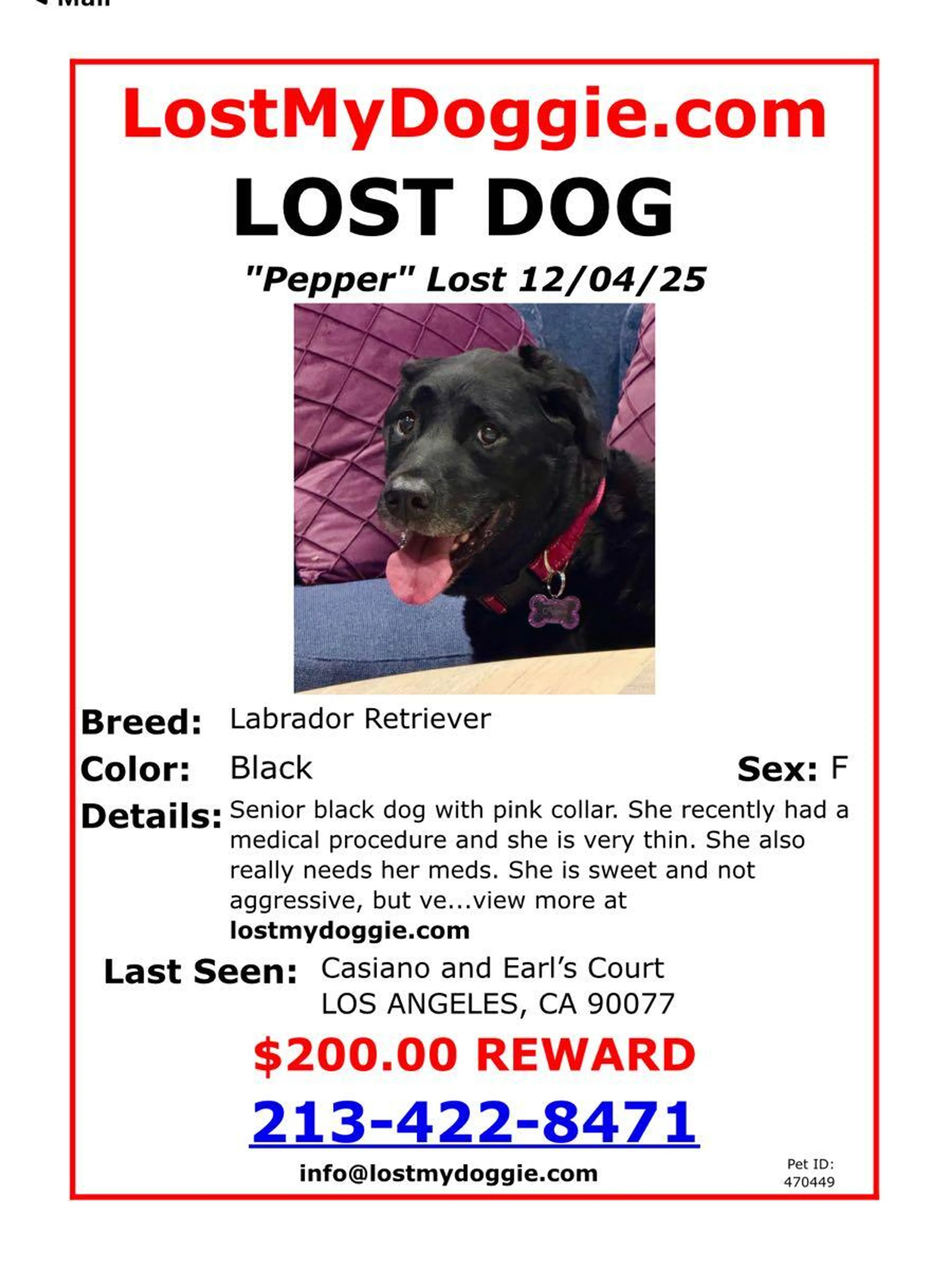 Lost pet