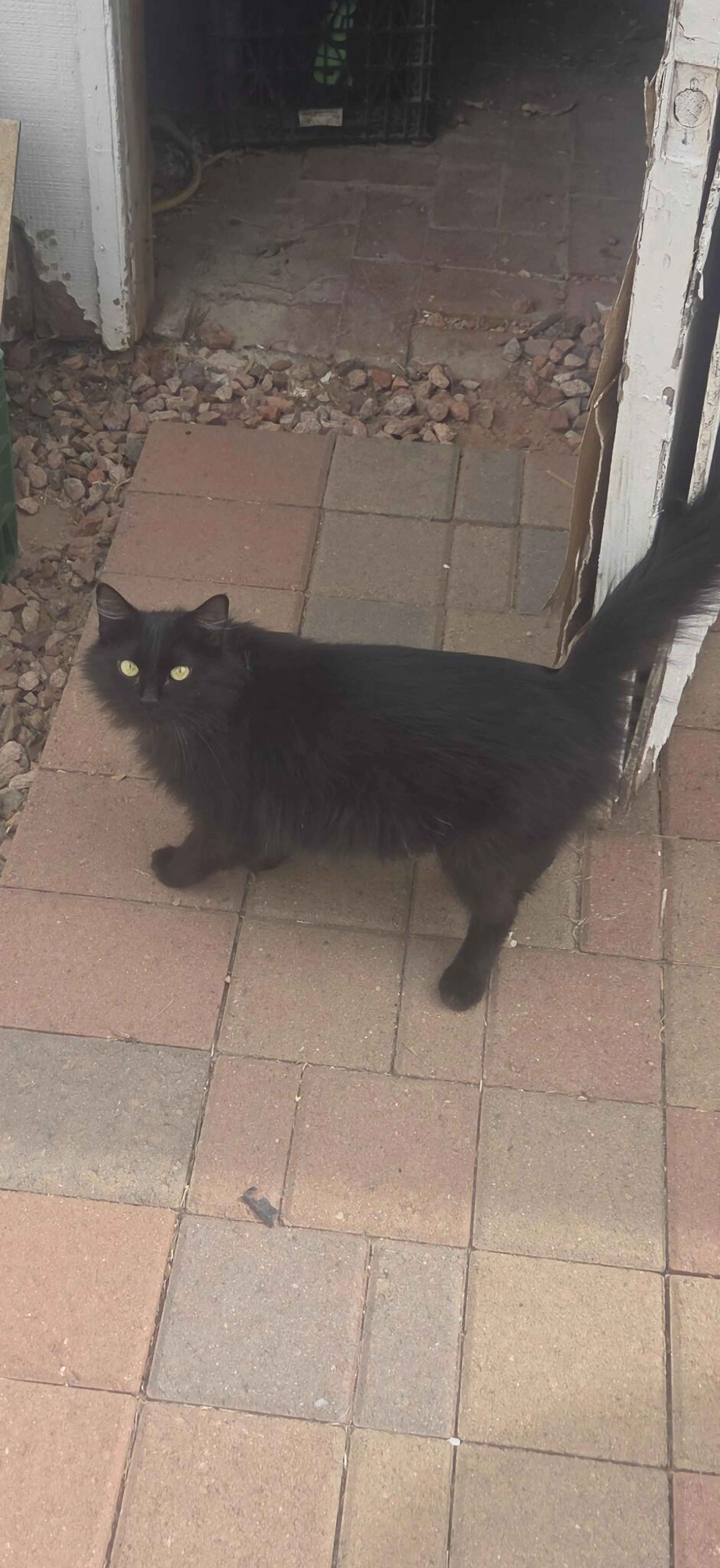 Found pet
