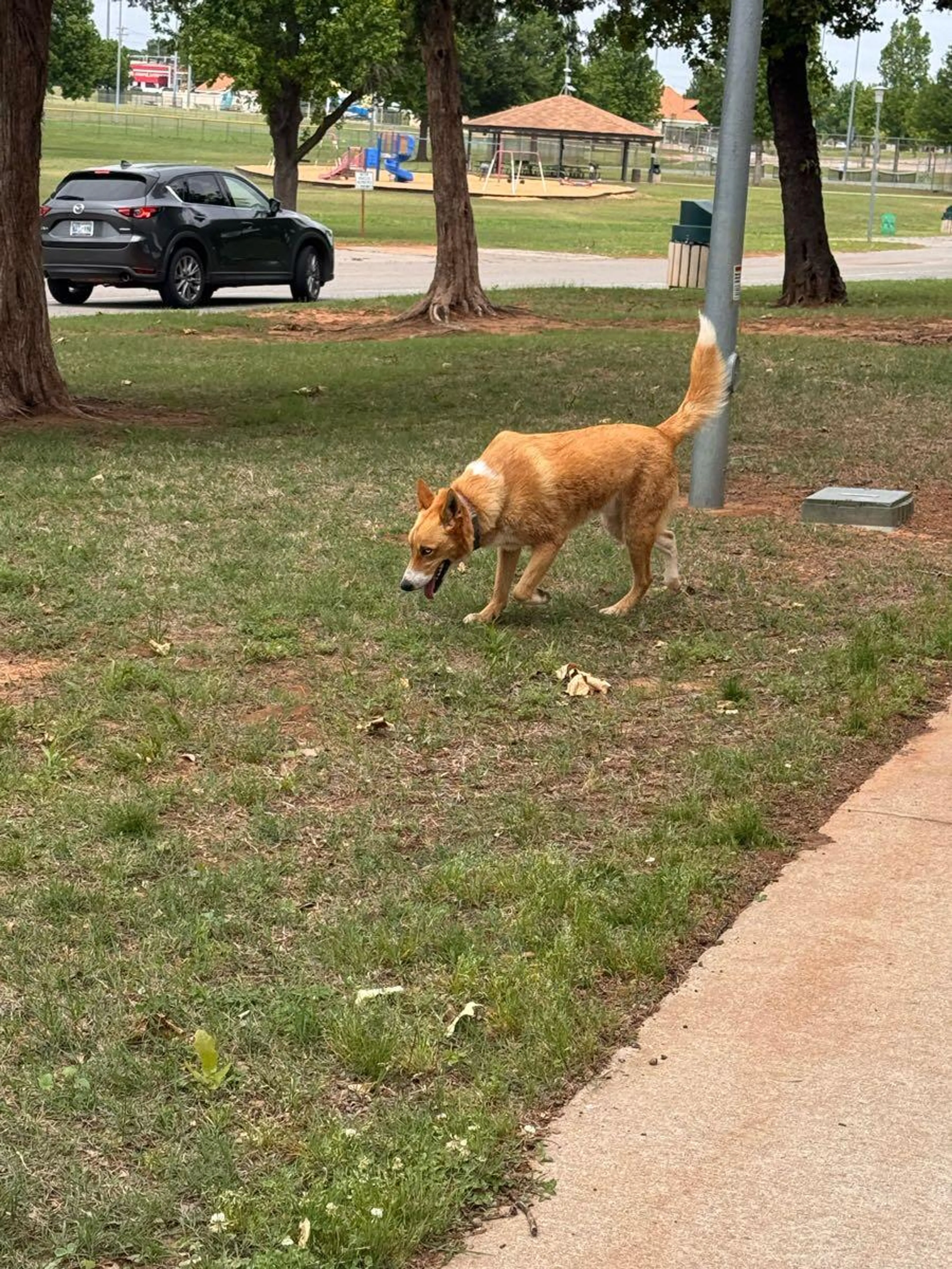 Found pet