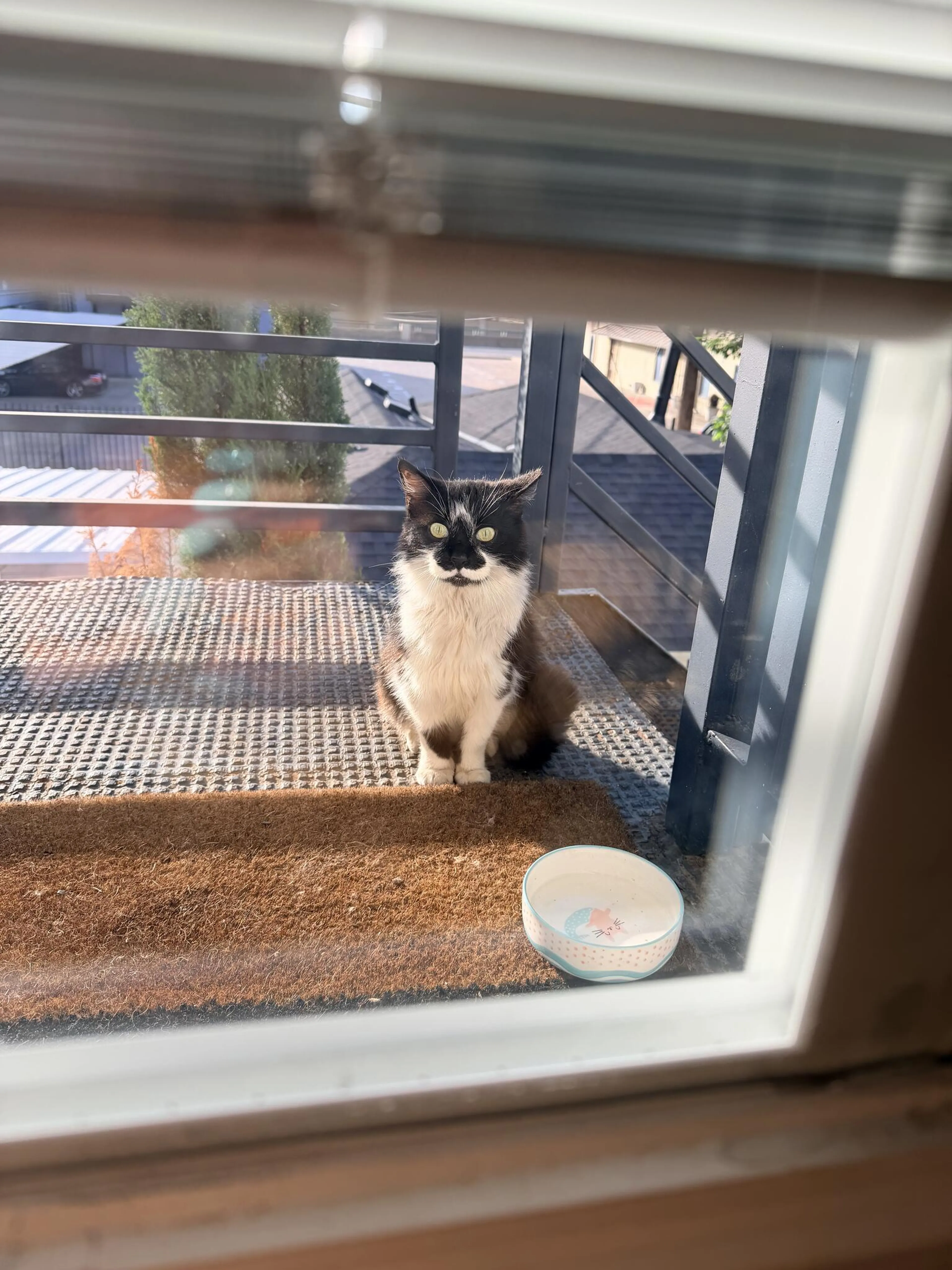 Lost pet