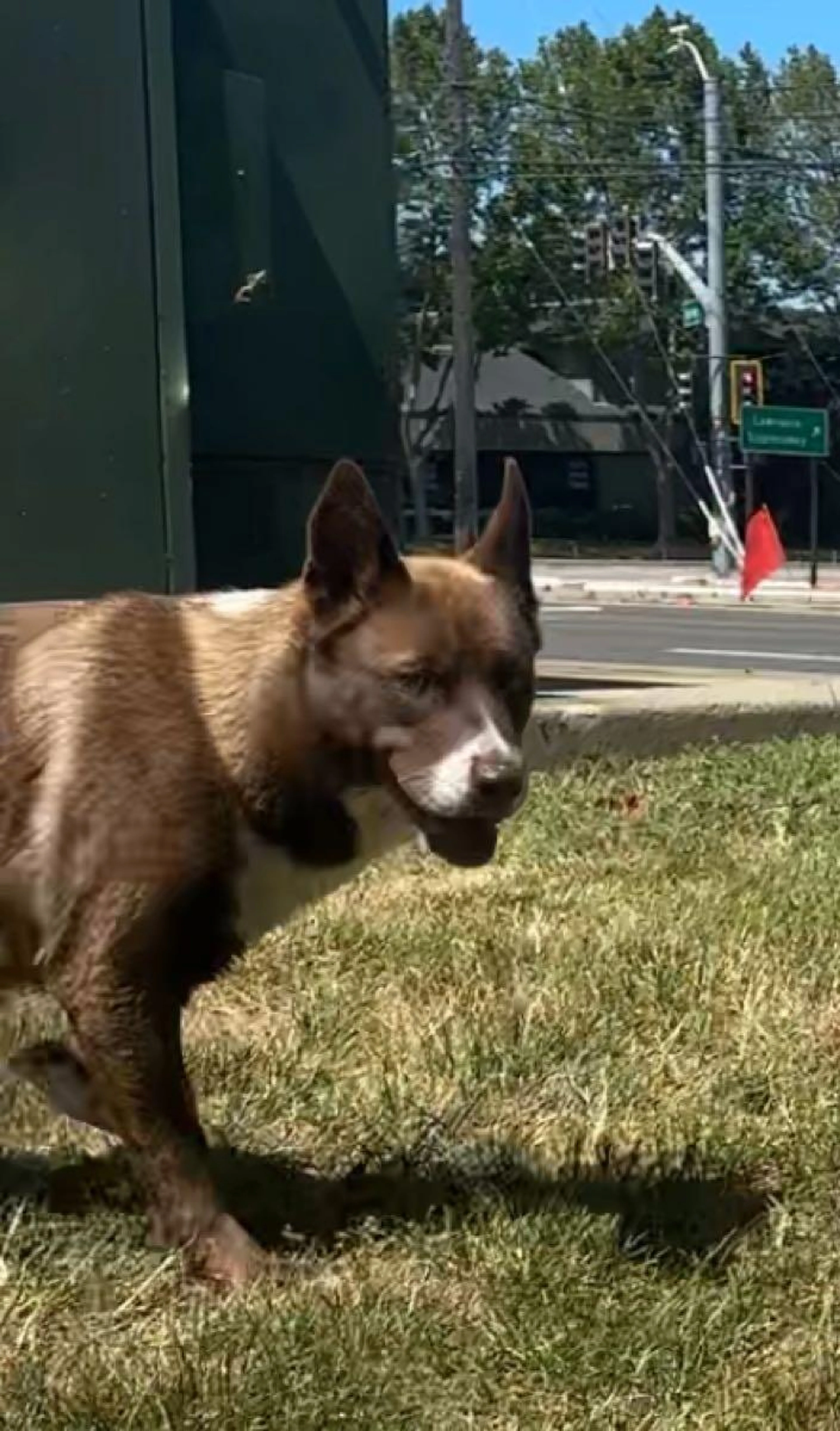 Found pet