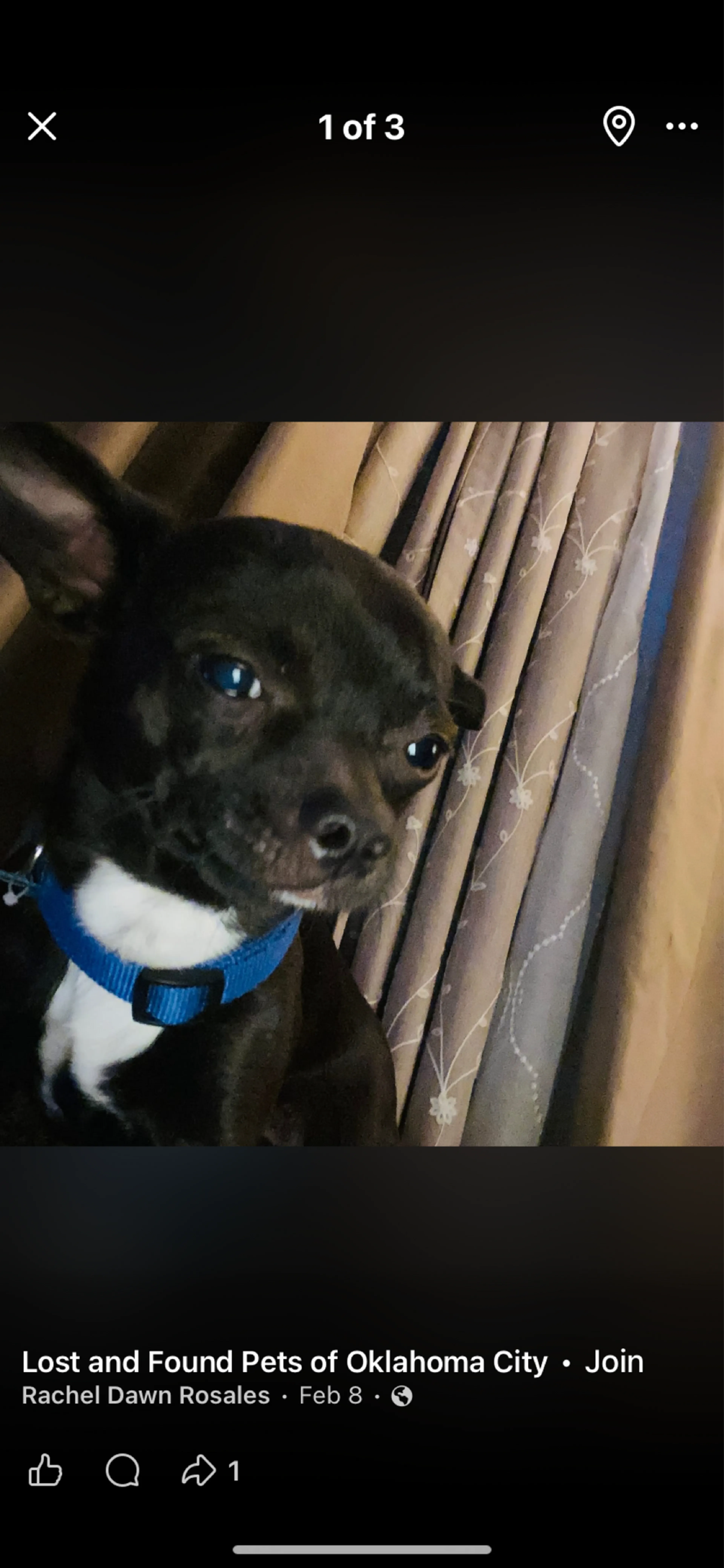 Lost pet