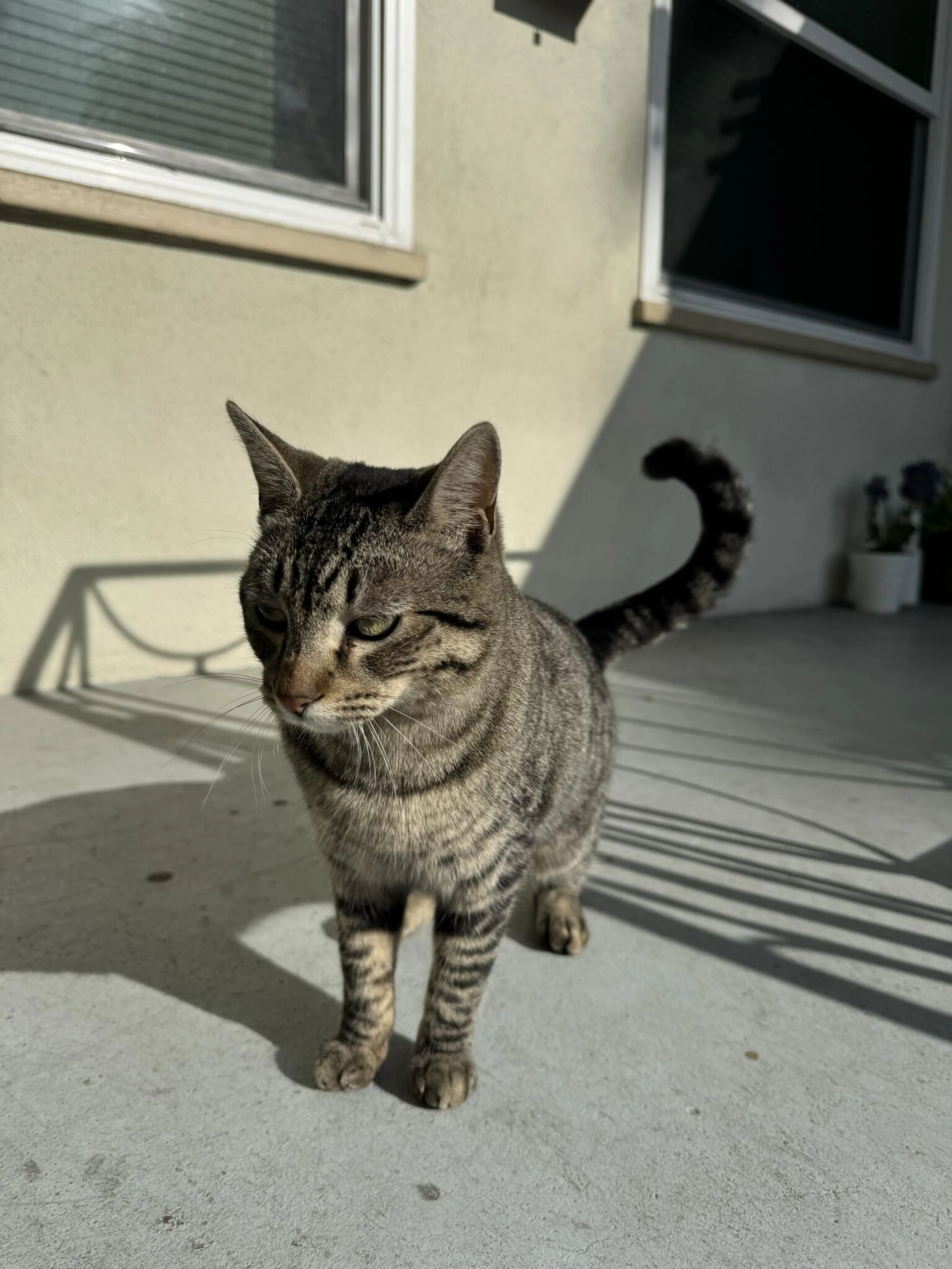 Found pet