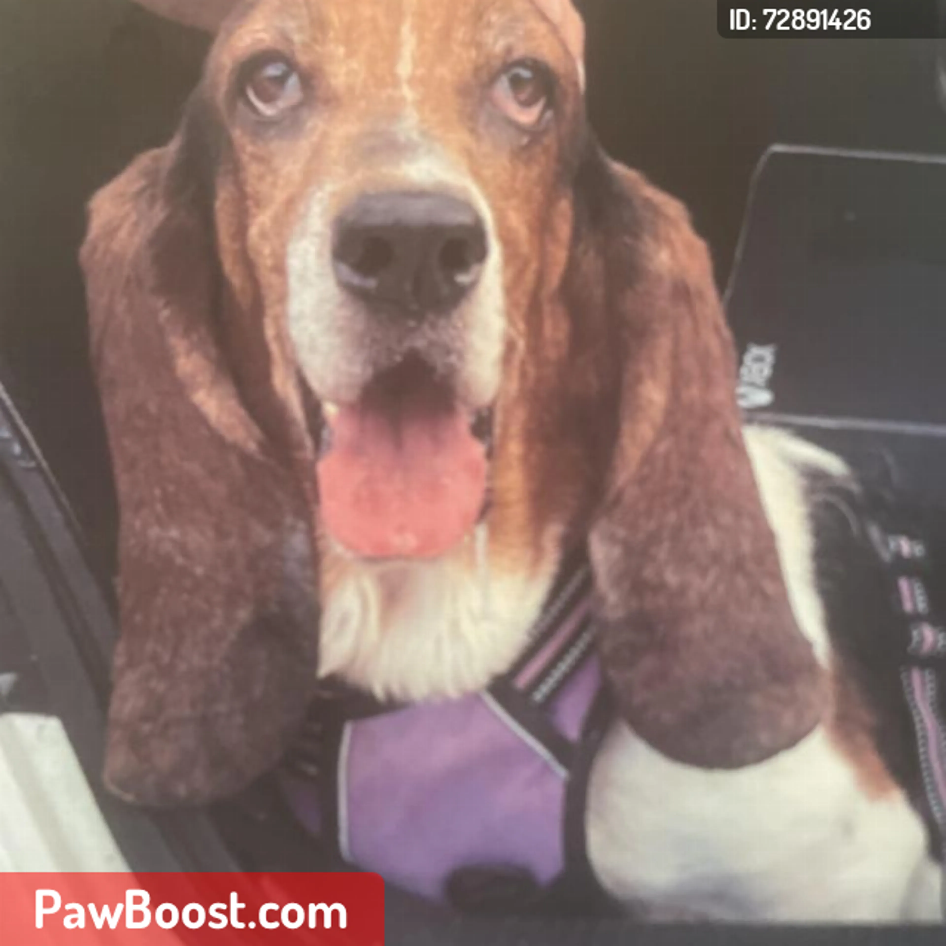 Lost pet