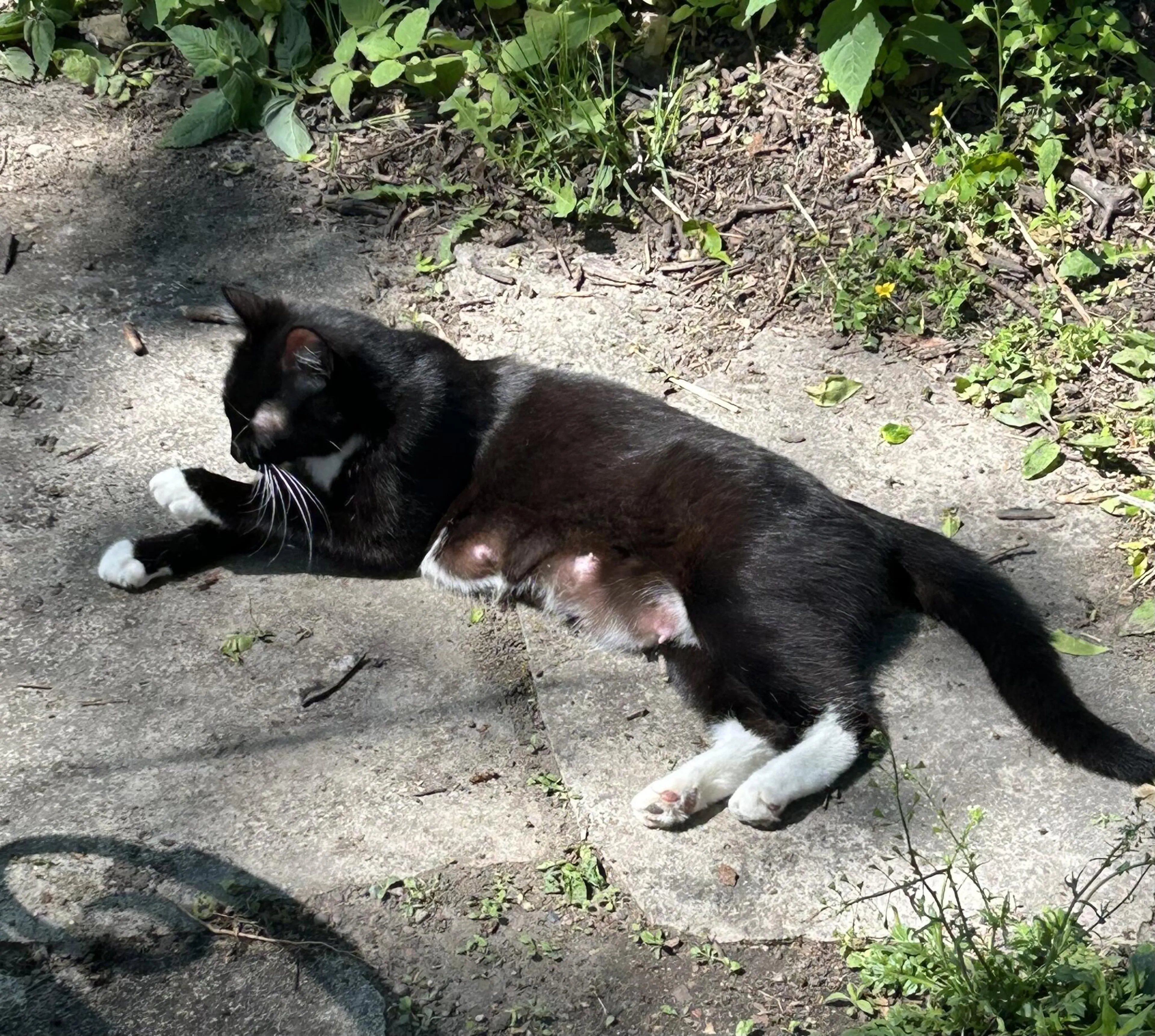 Found pet