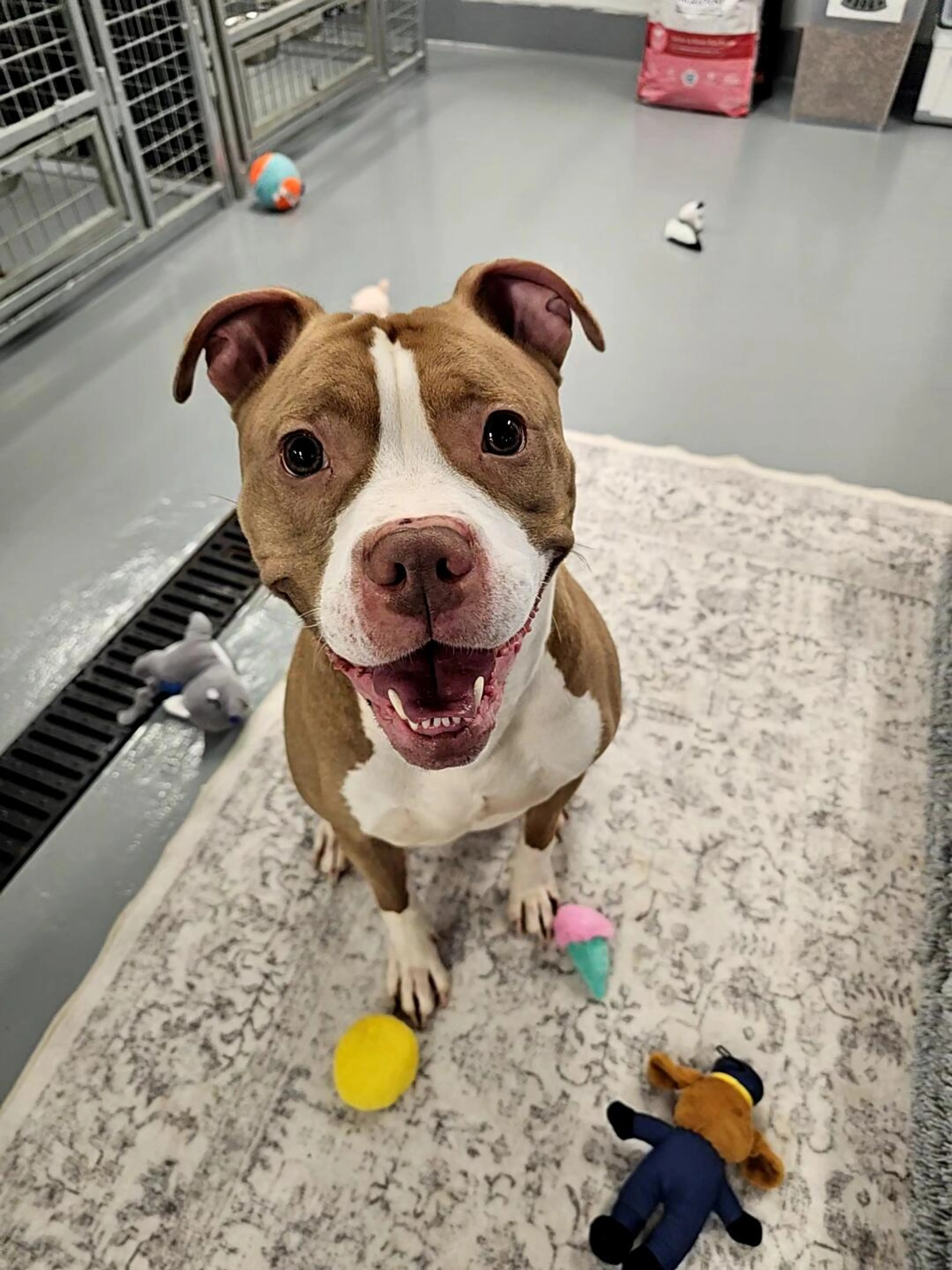 Found pet