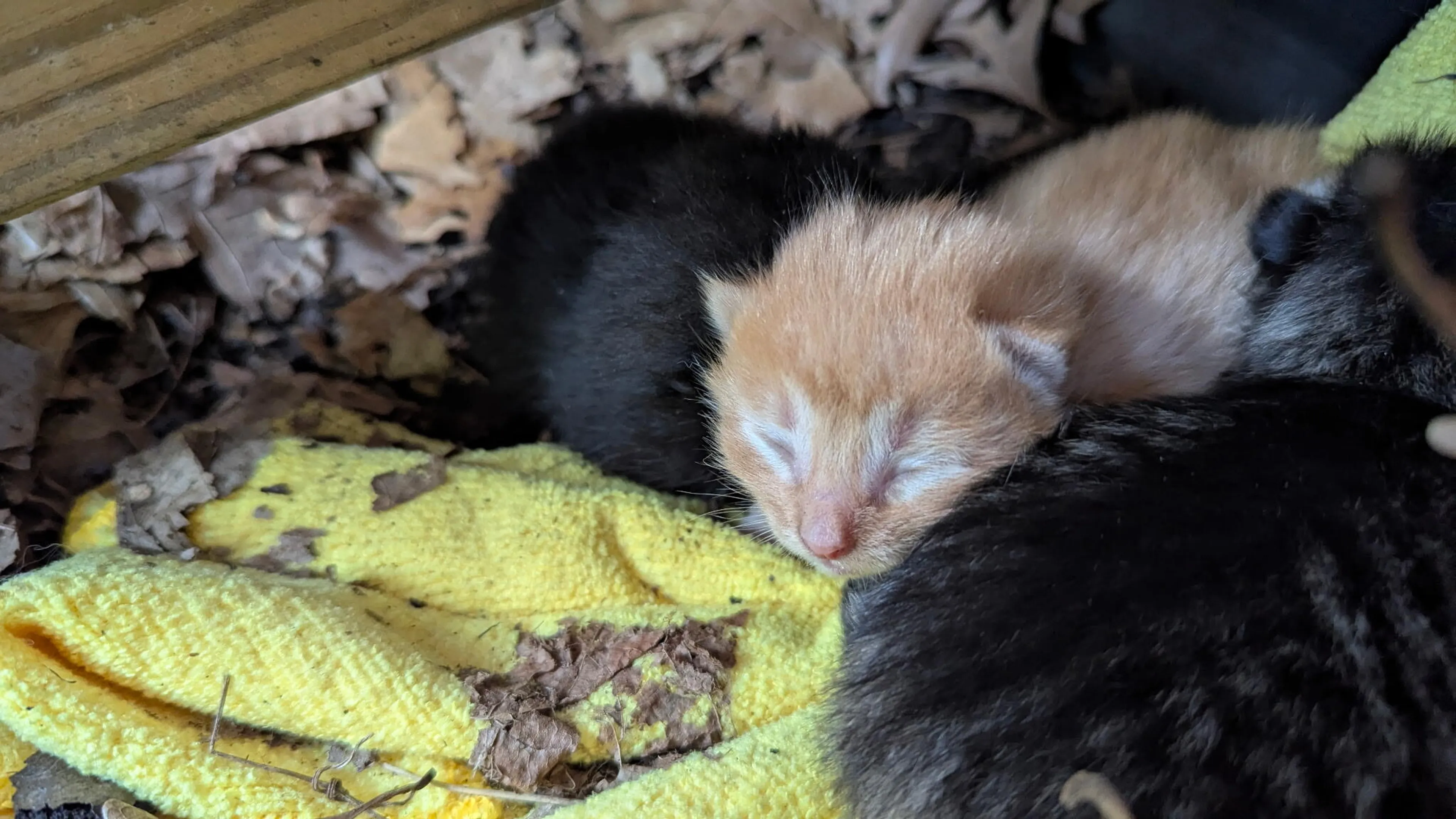 Found pet