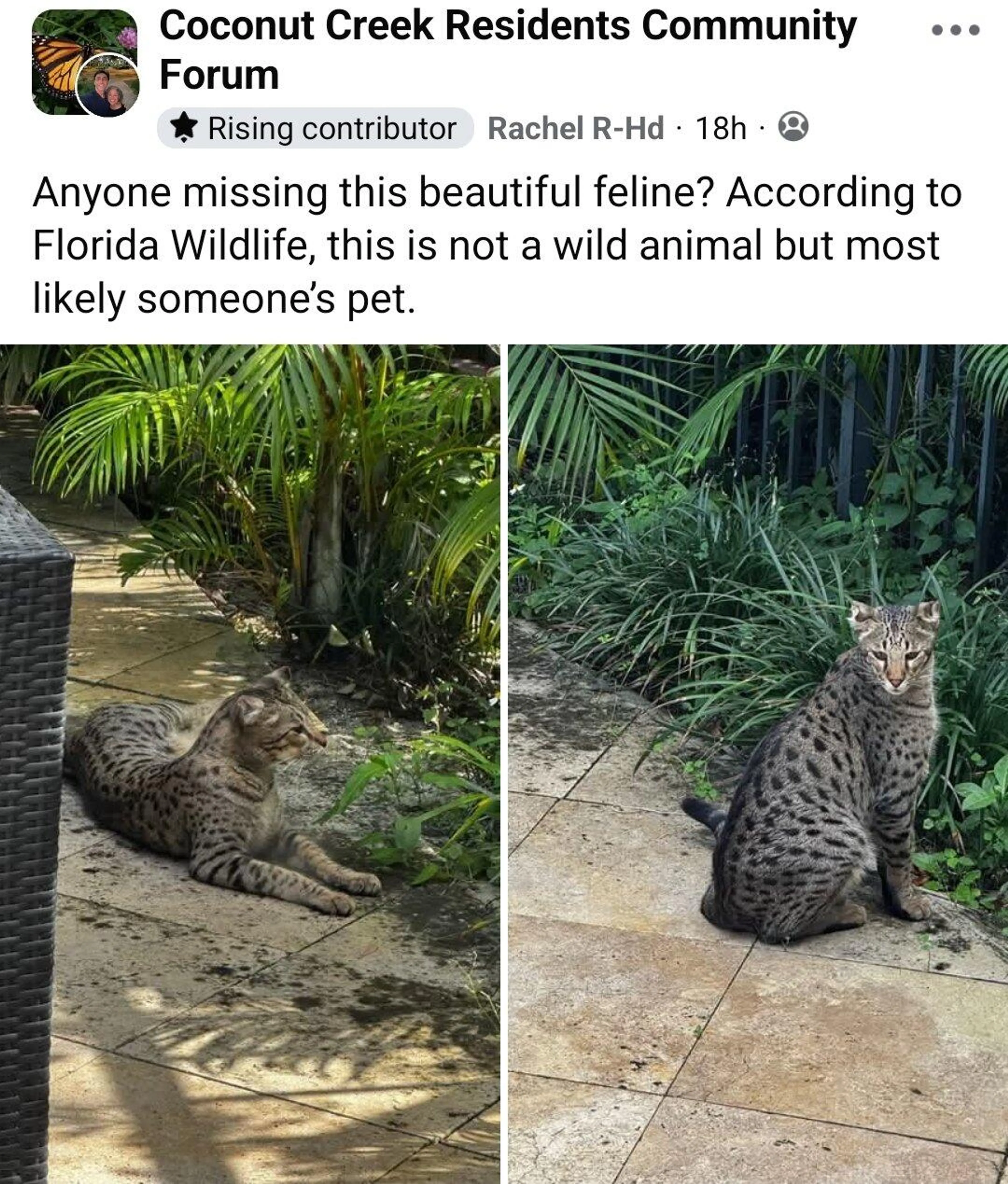 Found pet