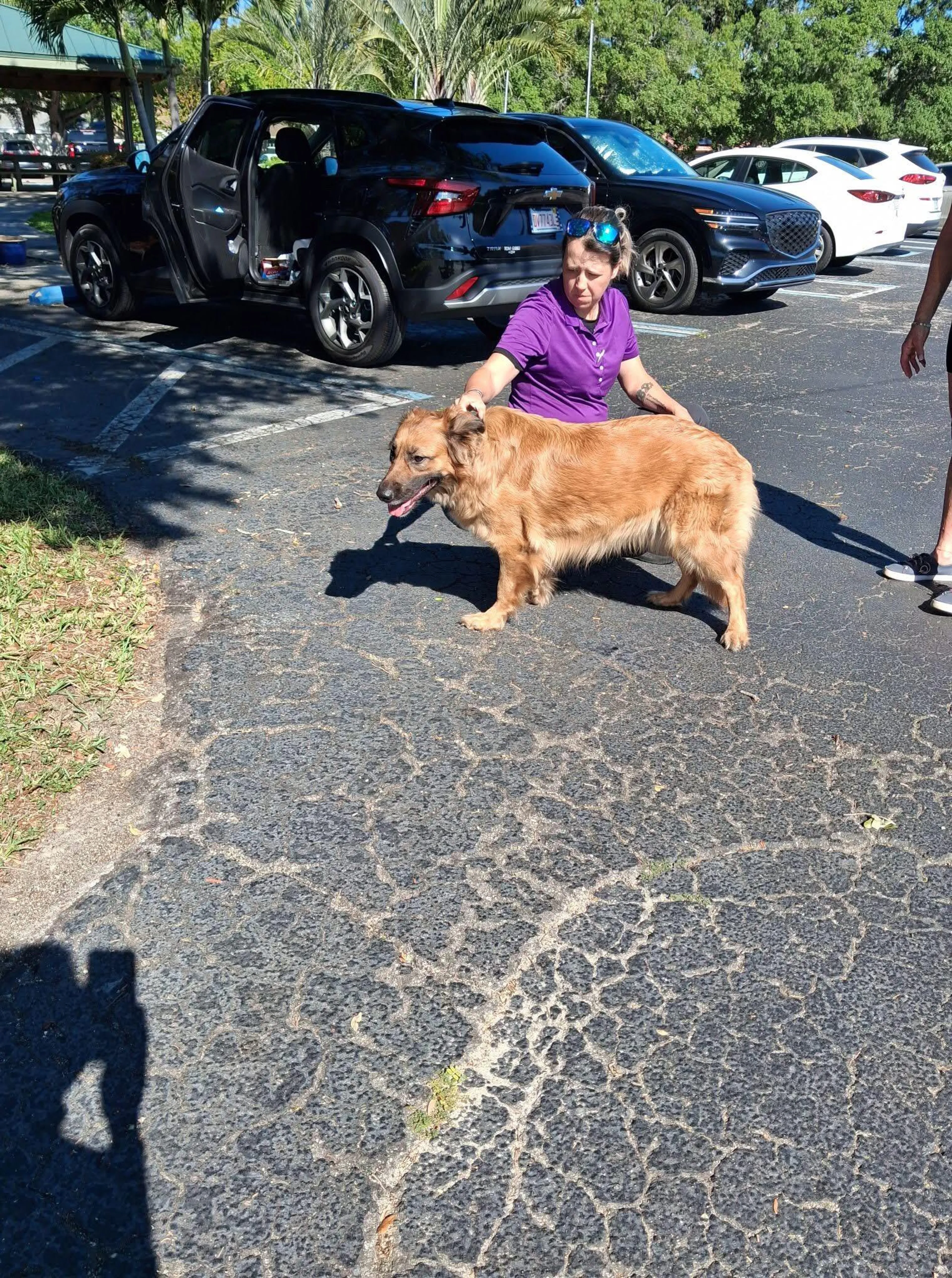 Found pet