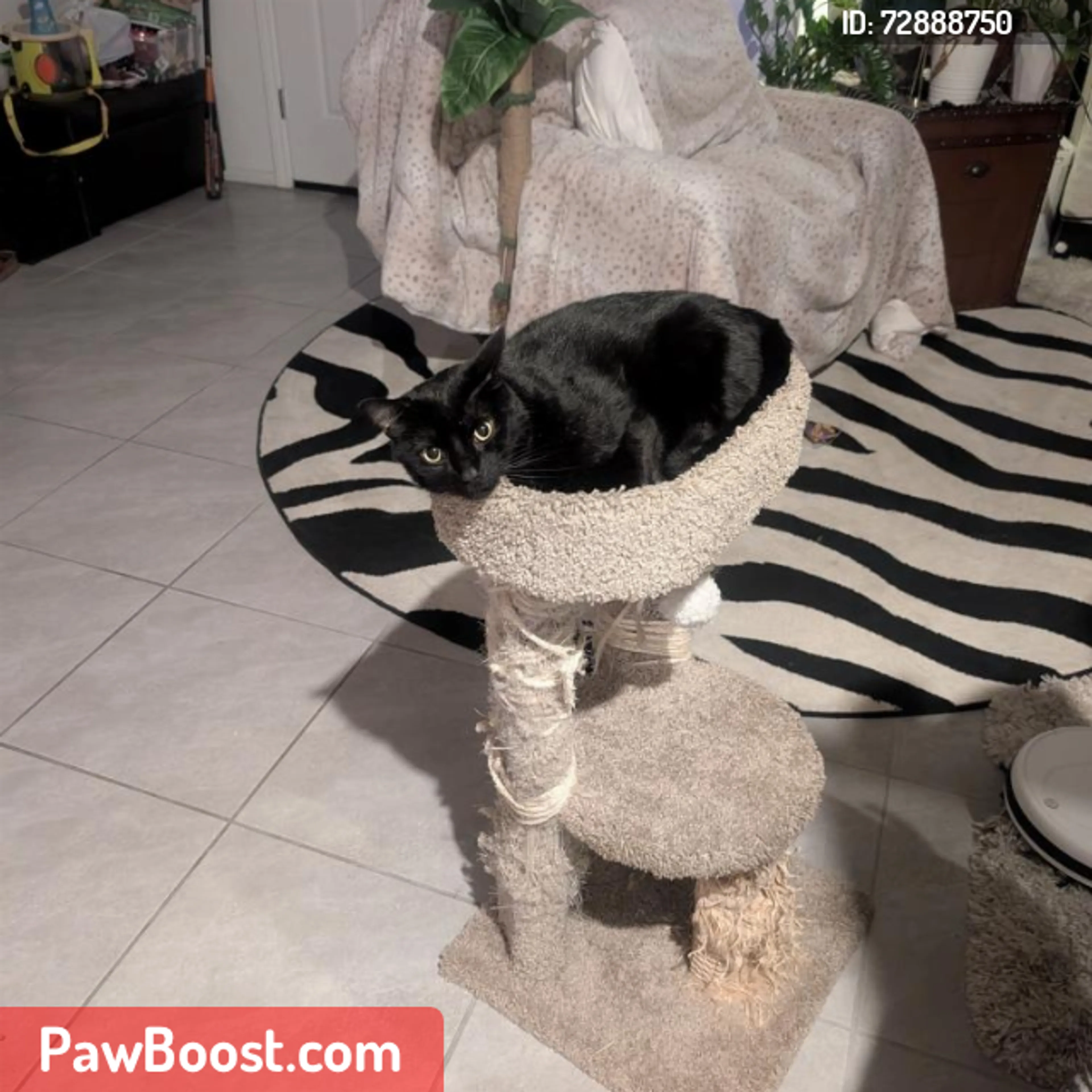 Lost pet