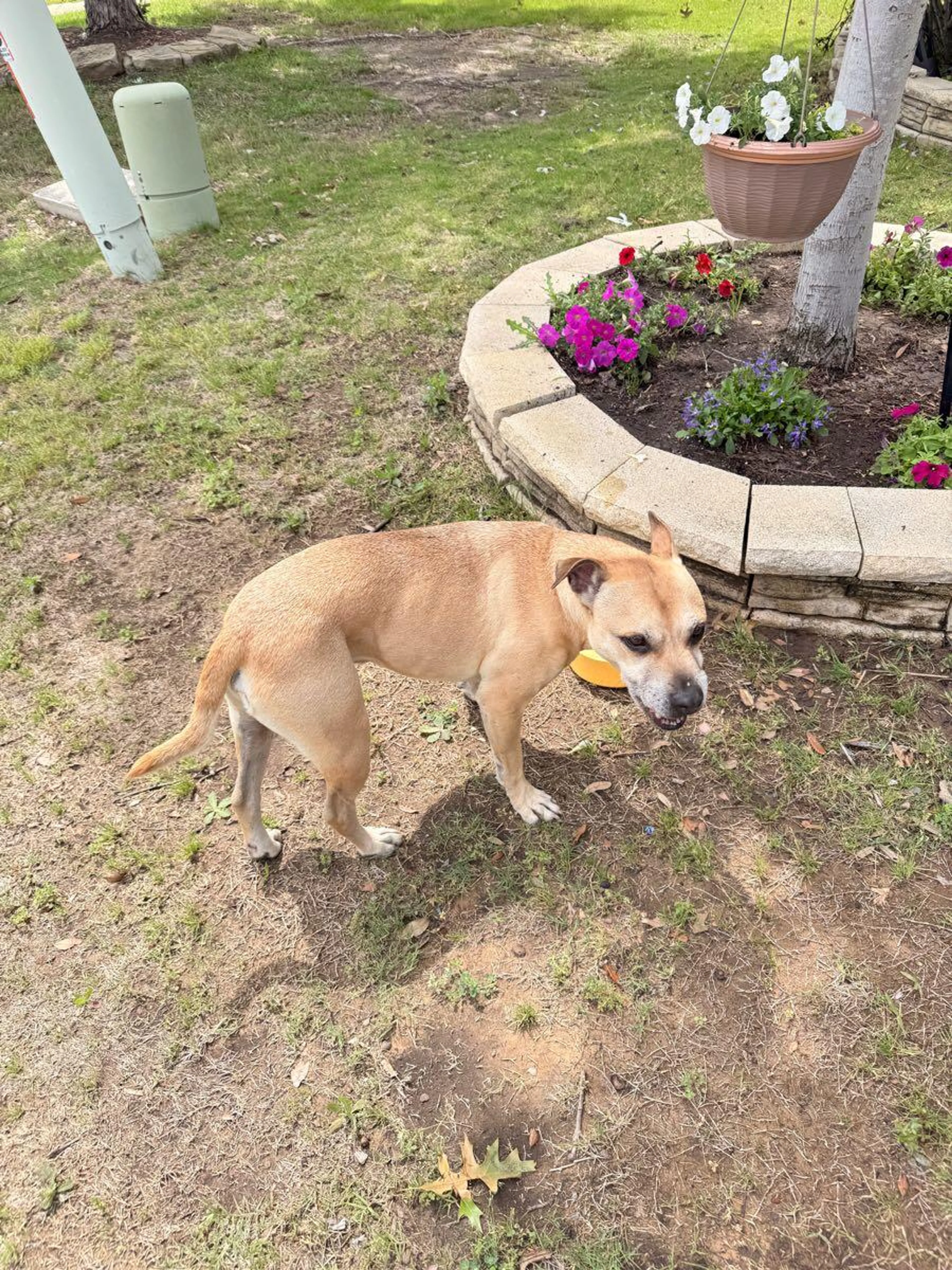 Found pet