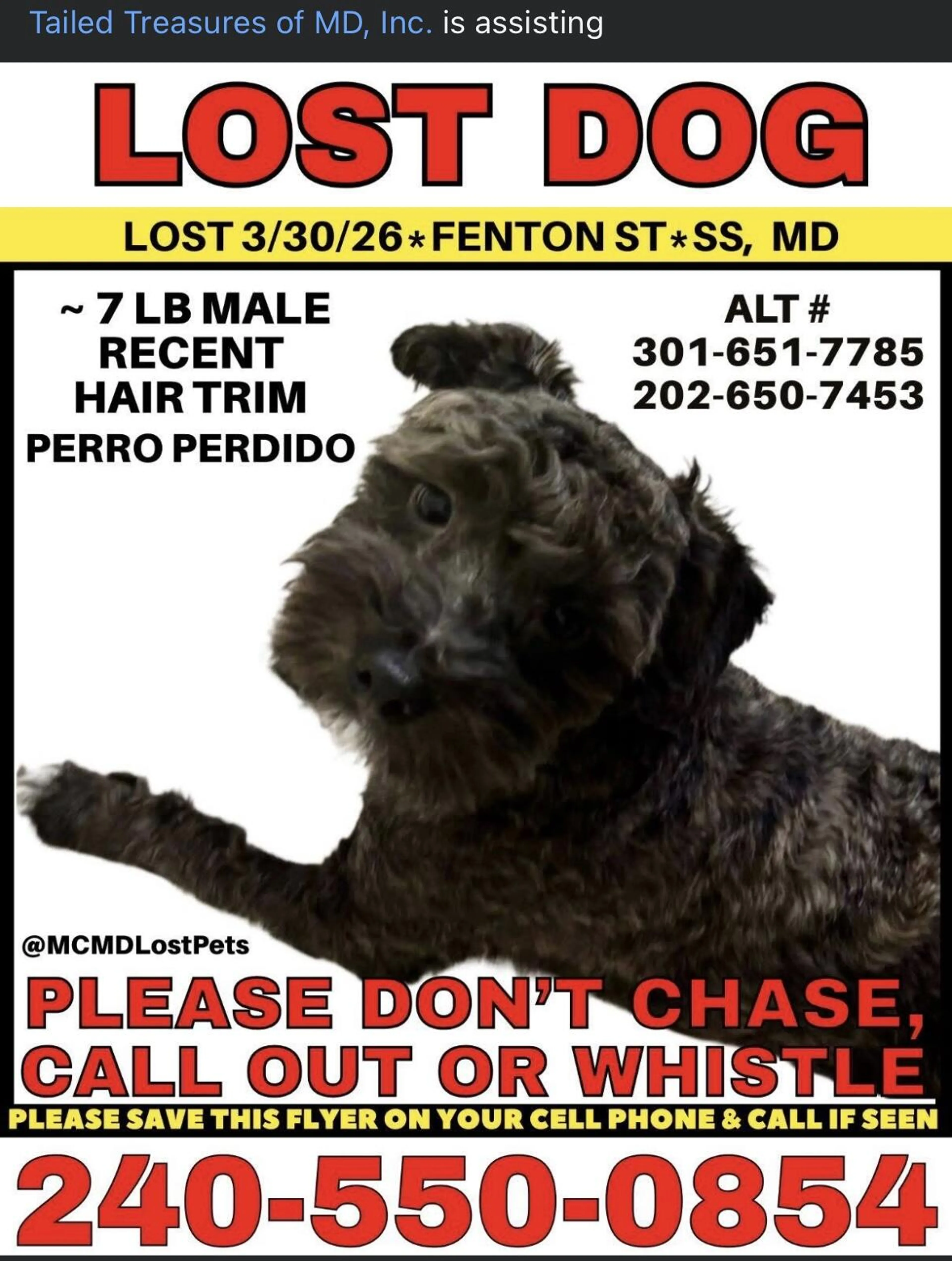 Lost pet