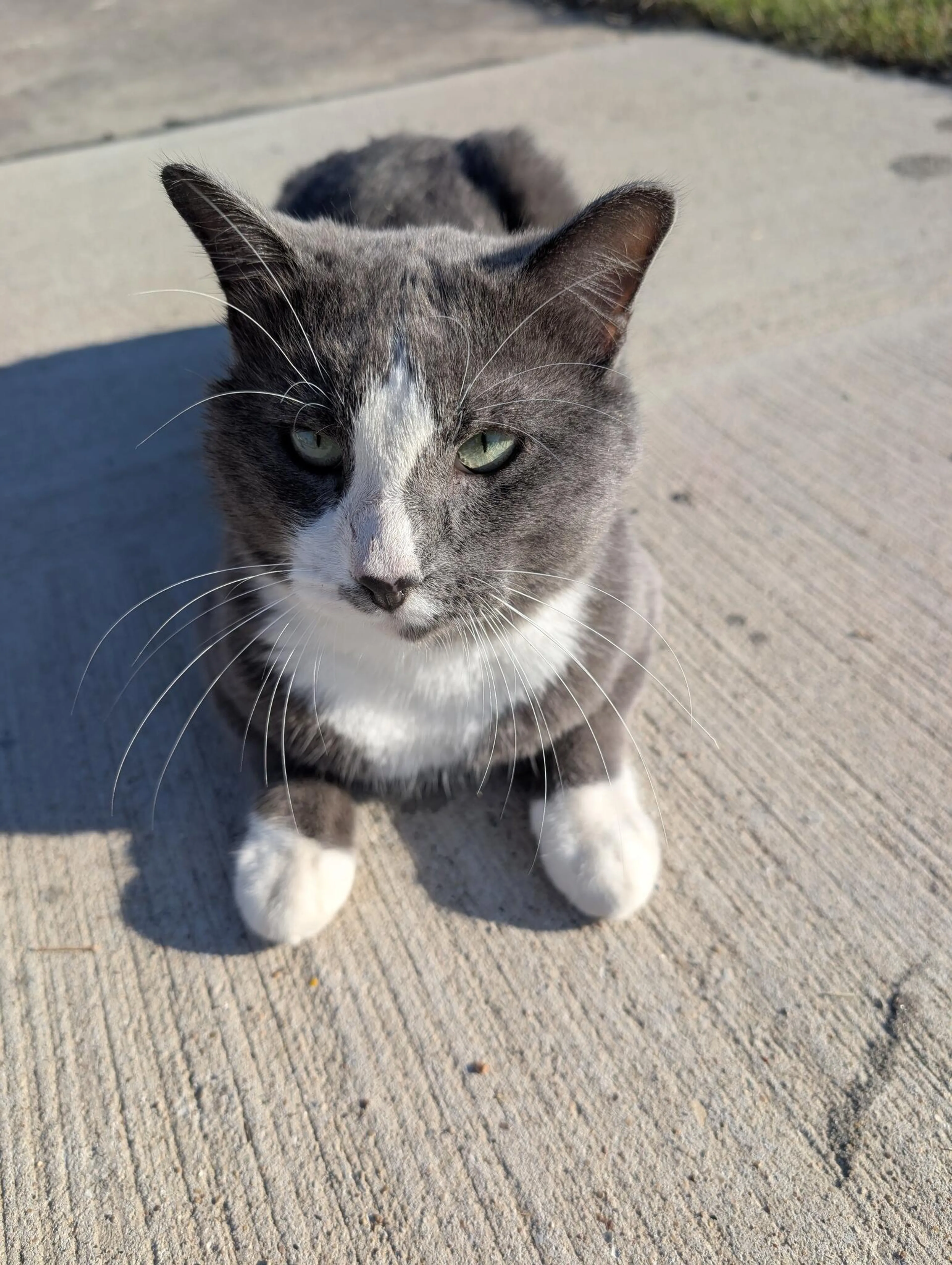 cdn image