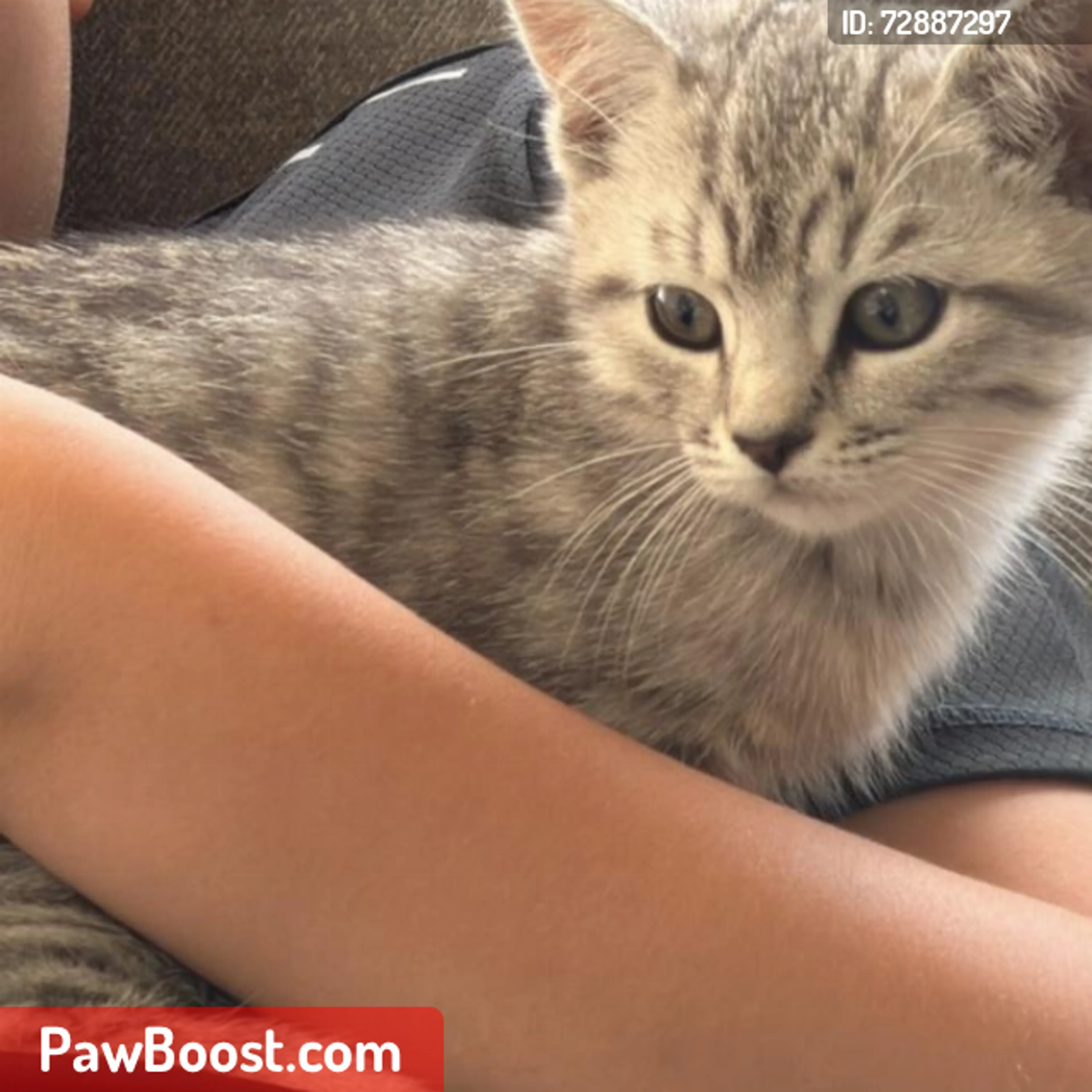 Lost pet