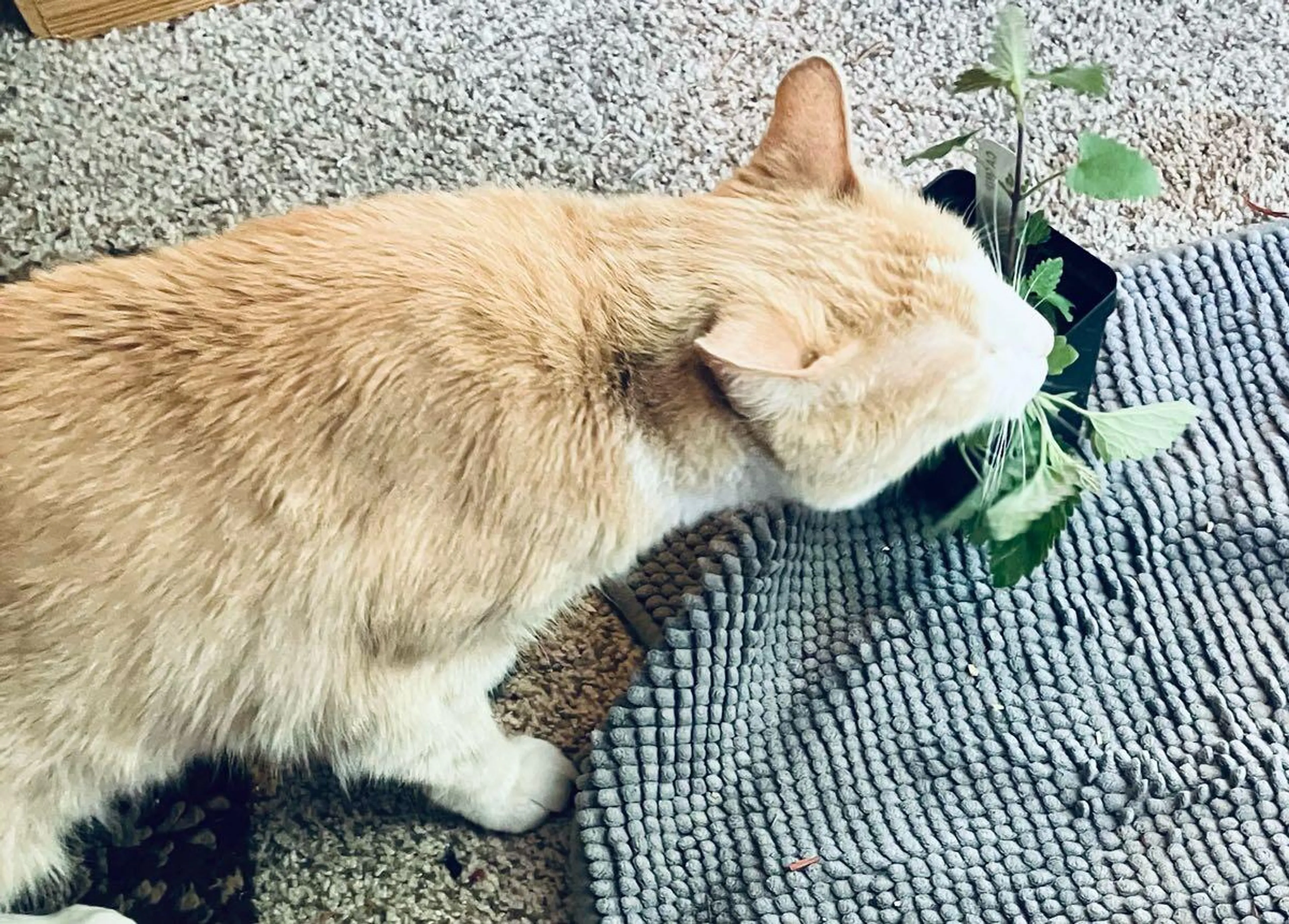 Lost pet