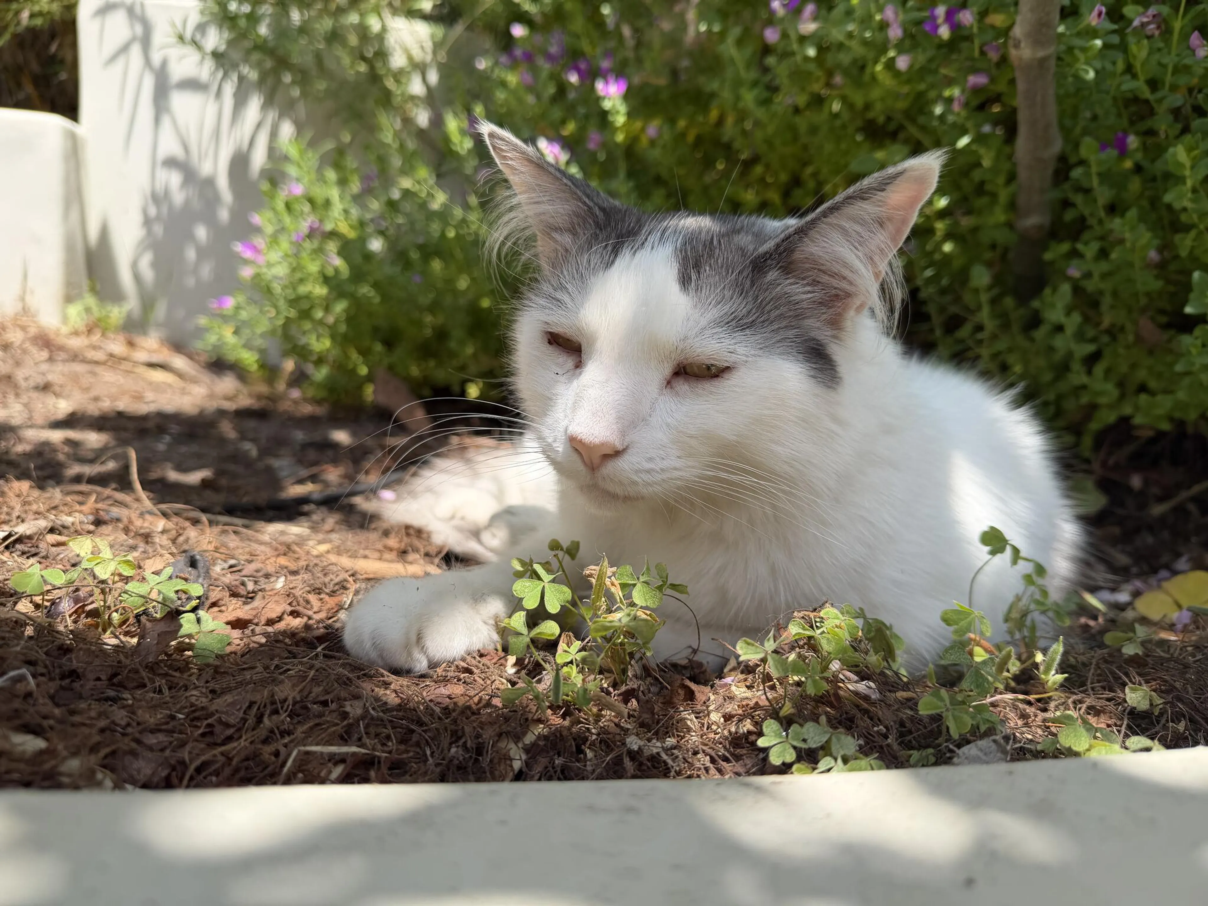 Lost pet